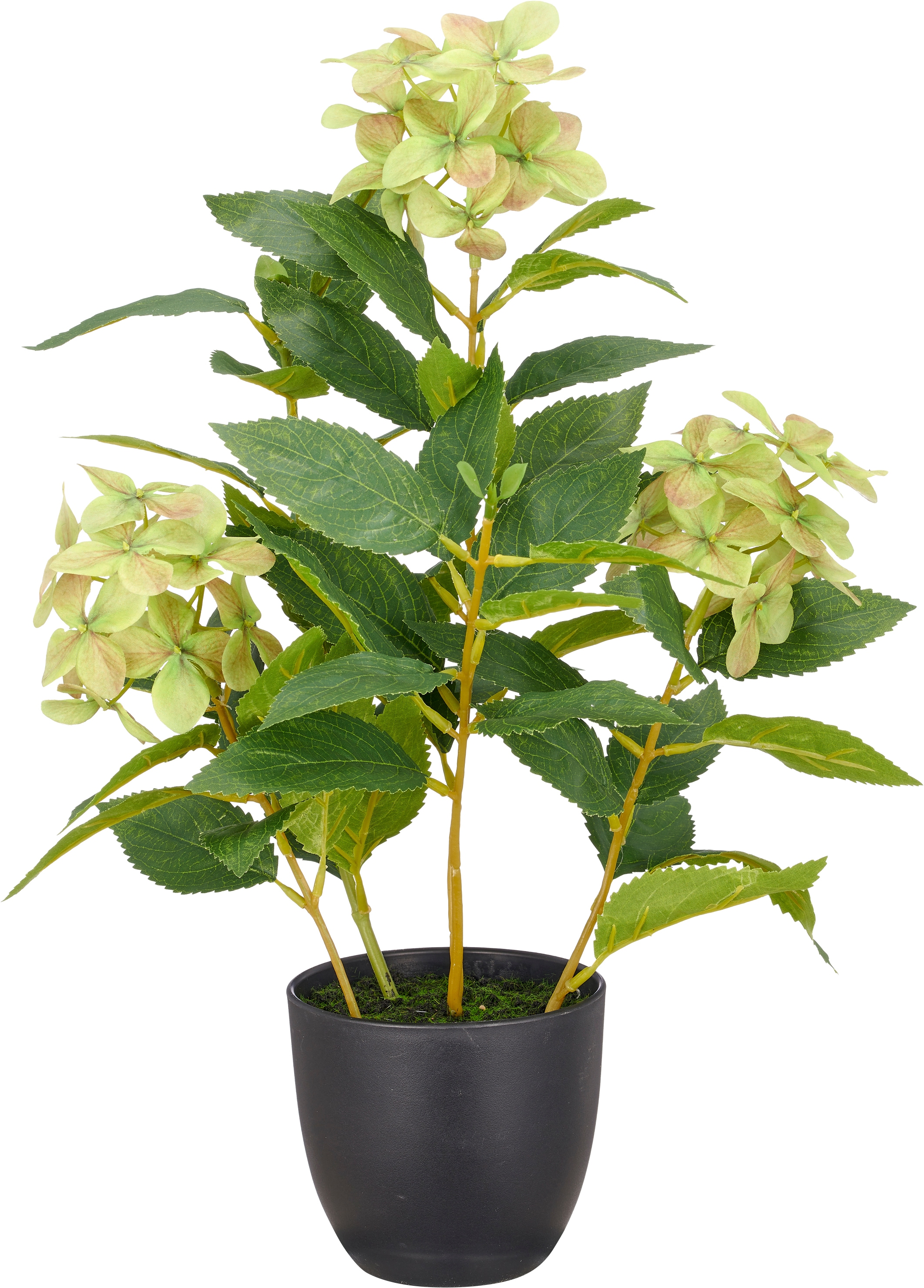 Creativ green Kunstpflanze »Hortensie paniculata« mit 8 Real-Touch-Blüten
