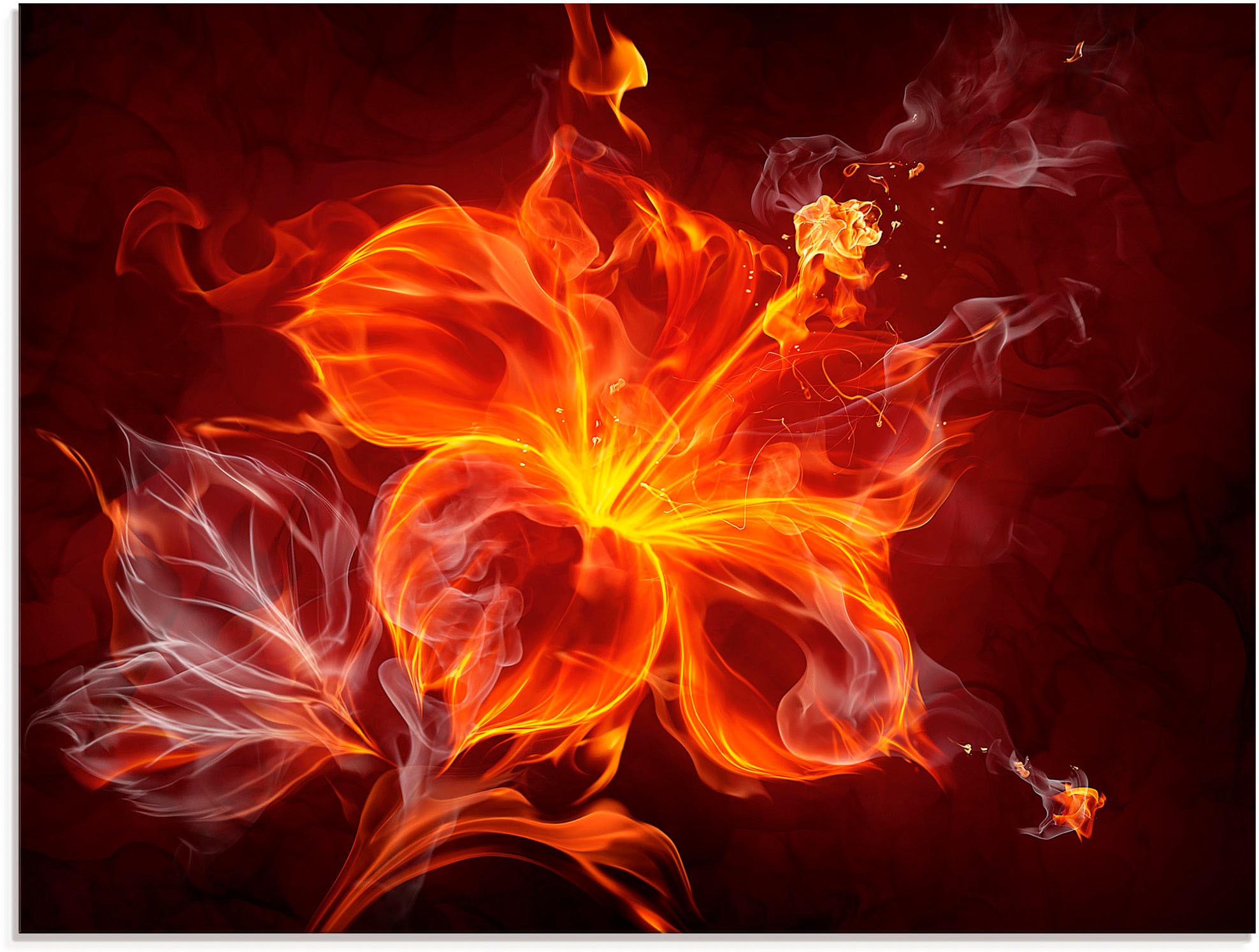 Artland Glasbild "Feuerblume" Blumen 1 Stk. tlg. in verschiedenen Größen günstig online kaufen