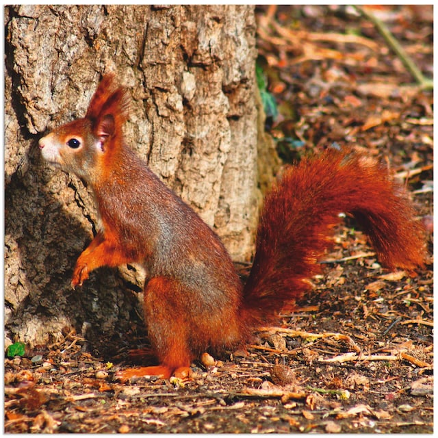 Black Friday Artland Wandbild »Rotes Eichhörnchen will hoch hinaus«,  Wildtiere, (1 St.), als Alubild, Leinwandbild, Wandaufkleber oder Poster in  versch. Größen | BAUR