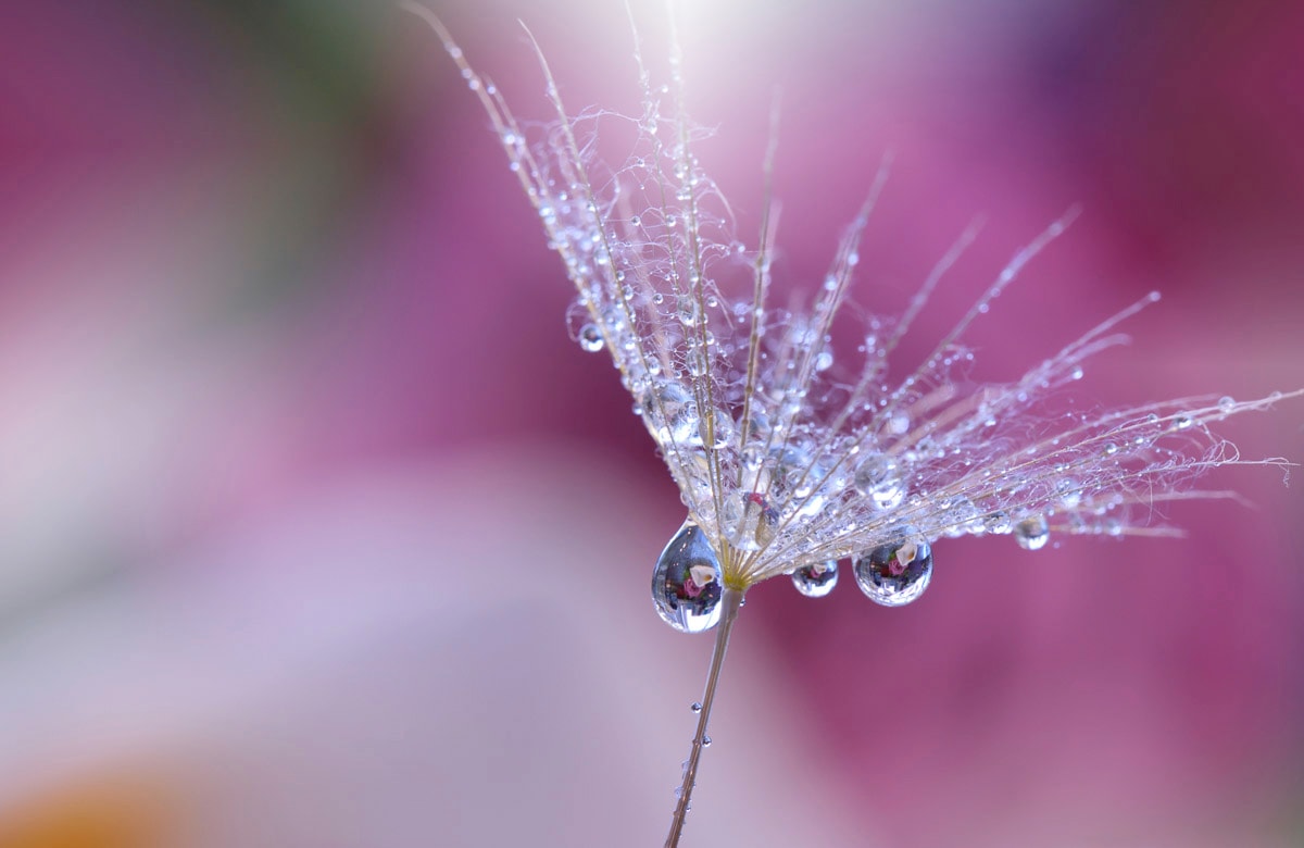 Papermoon Fototapete "PUSTEBLUME-LÖWENZAHN ABSTRAKT TROPFEN MAKRO FANTASIE"