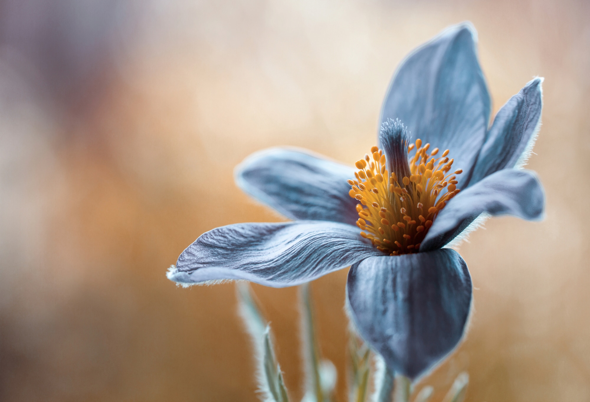 Papermoon Fototapete "Photo-Art MANDY DISHER, PASQUE"