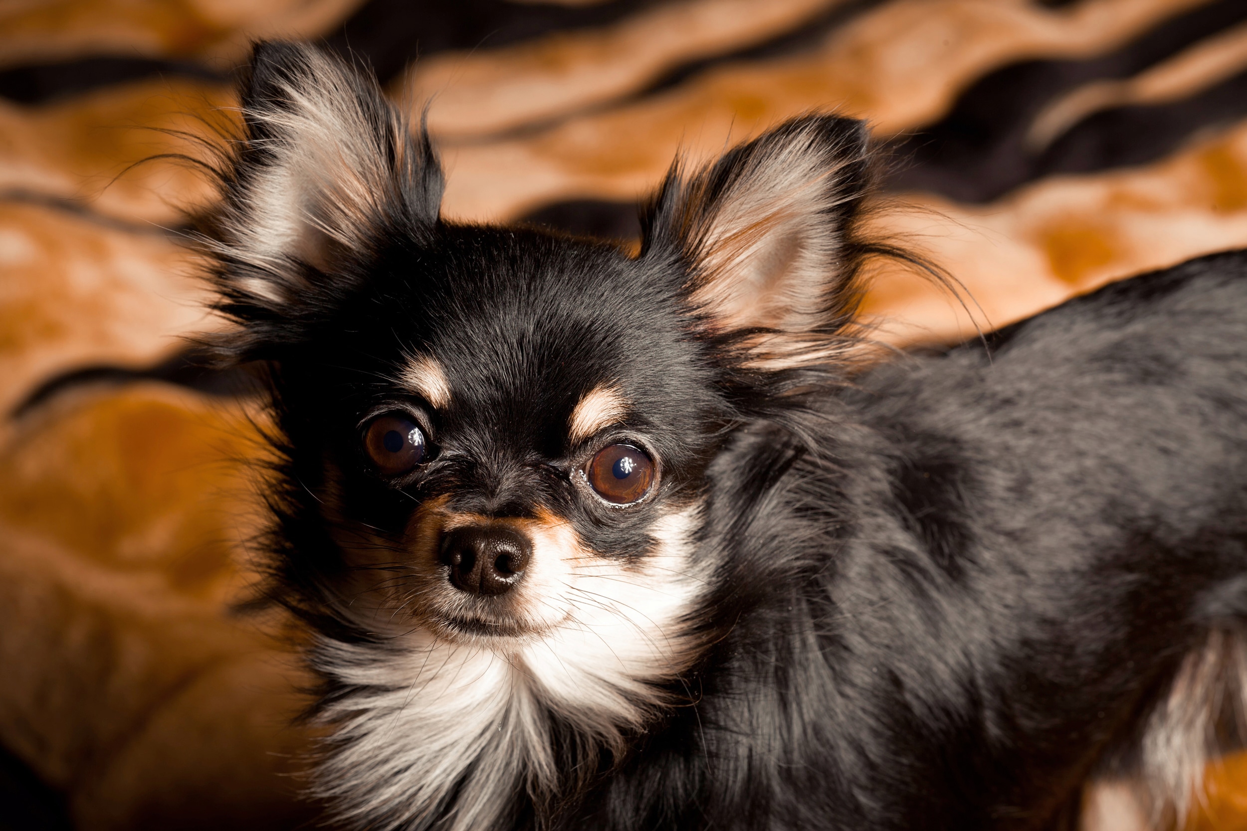 Papermoon Fototapete "CHIHUAHUA-HUND TIER LANGHAAR MEXICO NATUR WELPE"