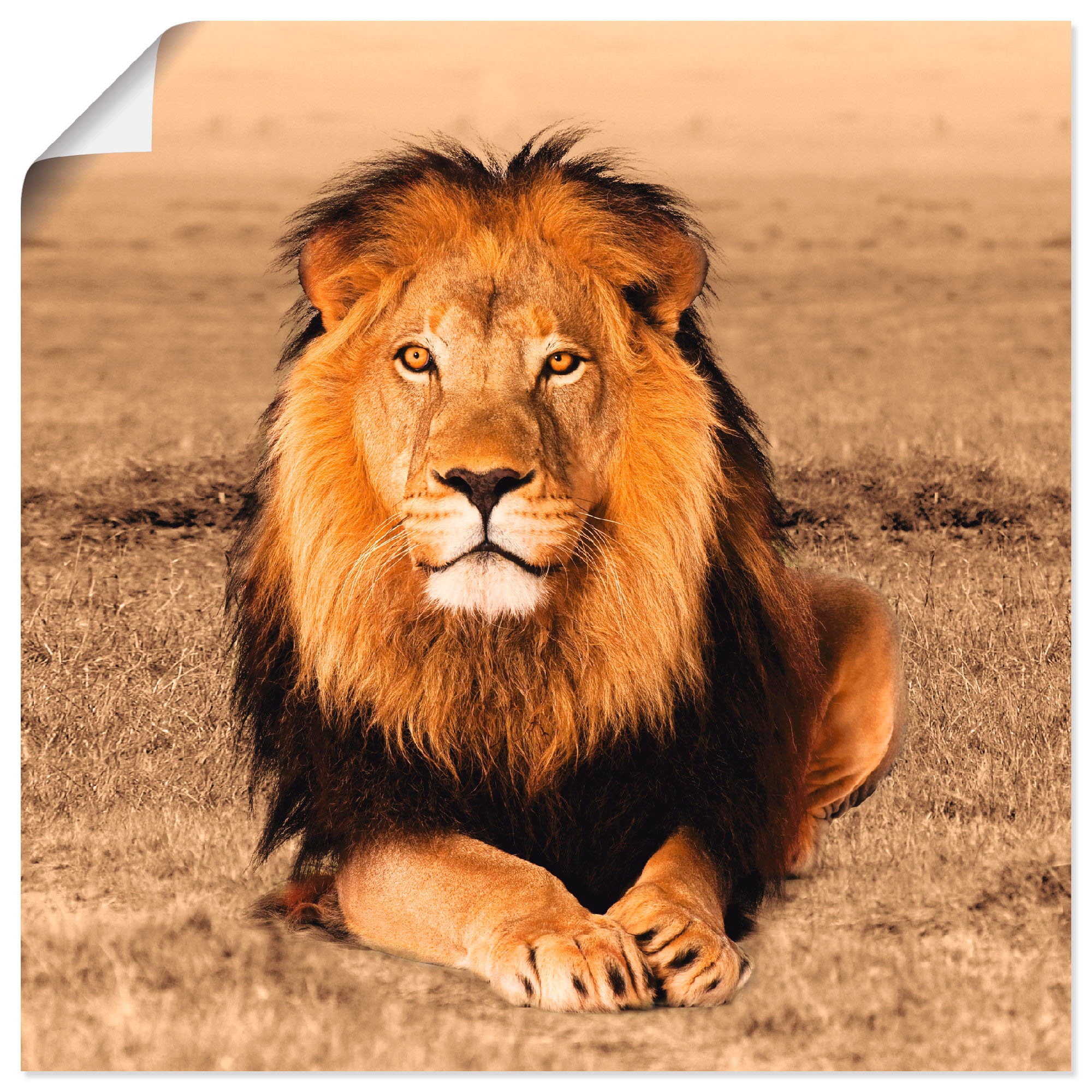 Artland Wandbild "Löwe" Wildtiere 1 Stk. tlg. als Alubild, Outdoorbild, Lei günstig online kaufen