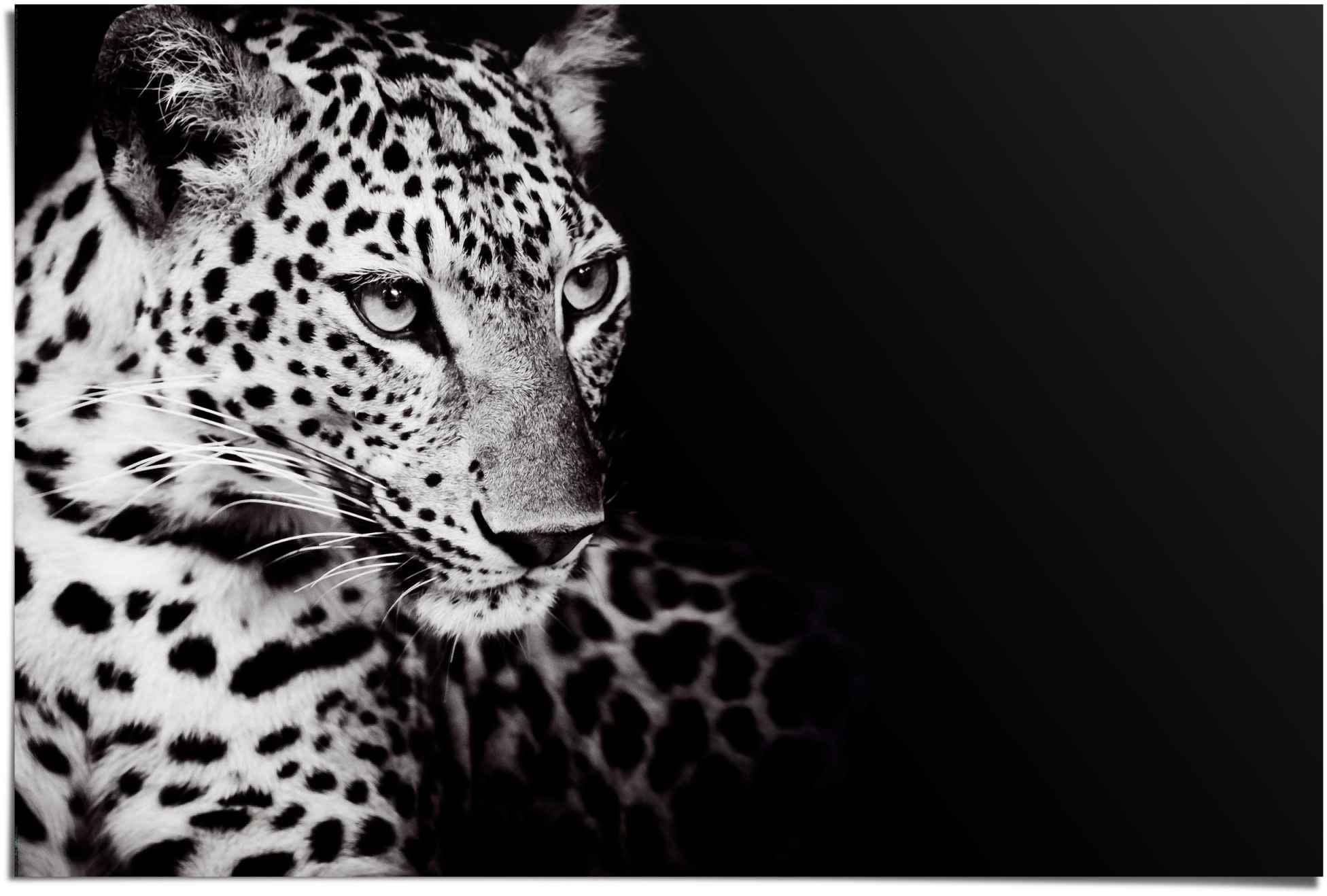Reinders! Poster »Könige der BAUR | Natur St.) Leopard«, (1 bestellen