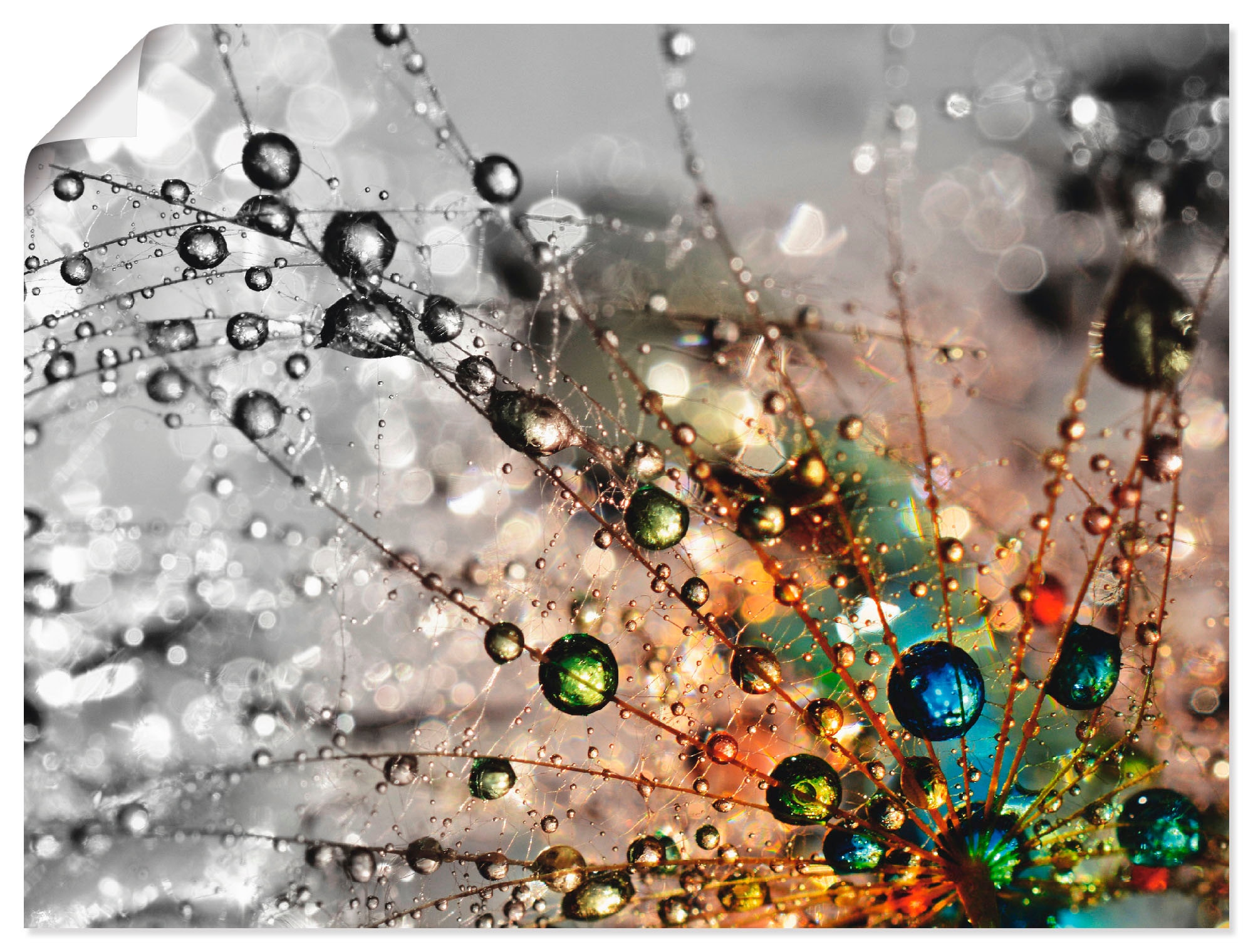 Artland Wandbild "Farbenfrohe Natur" Blumen 1 Stk. tlg. als Alubild, Leinwa günstig online kaufen