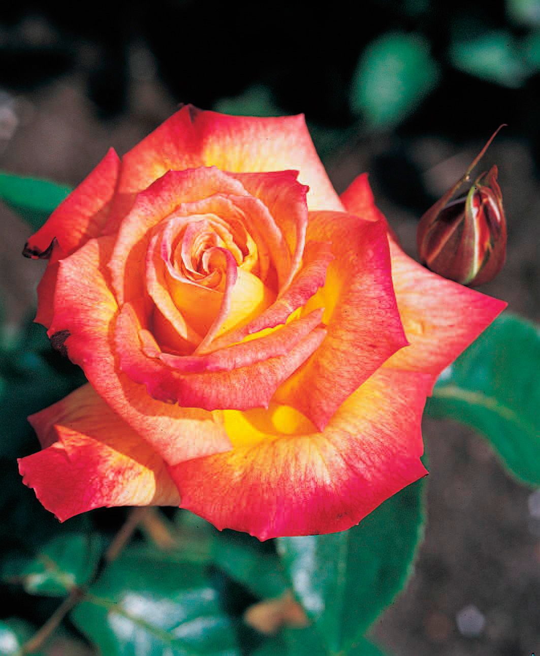 BCM Beetpflanze »Rose 'Rumba'«, (1 St.), Höhe: 40 cm kaufen