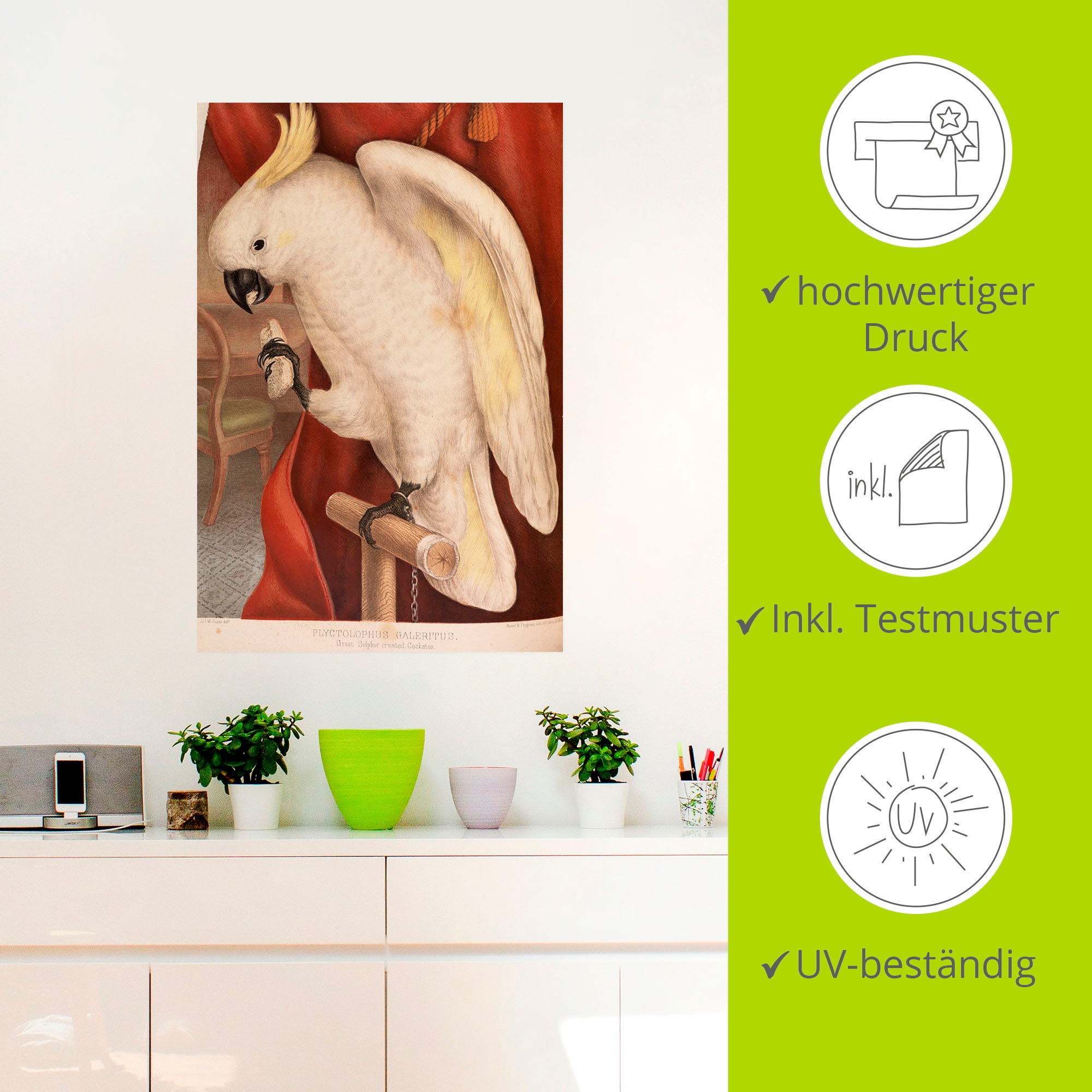 Artland Wandfolie »Großer Gelbhaubenkakadu«, Vogelbilder, (1 St.), selbstklebend