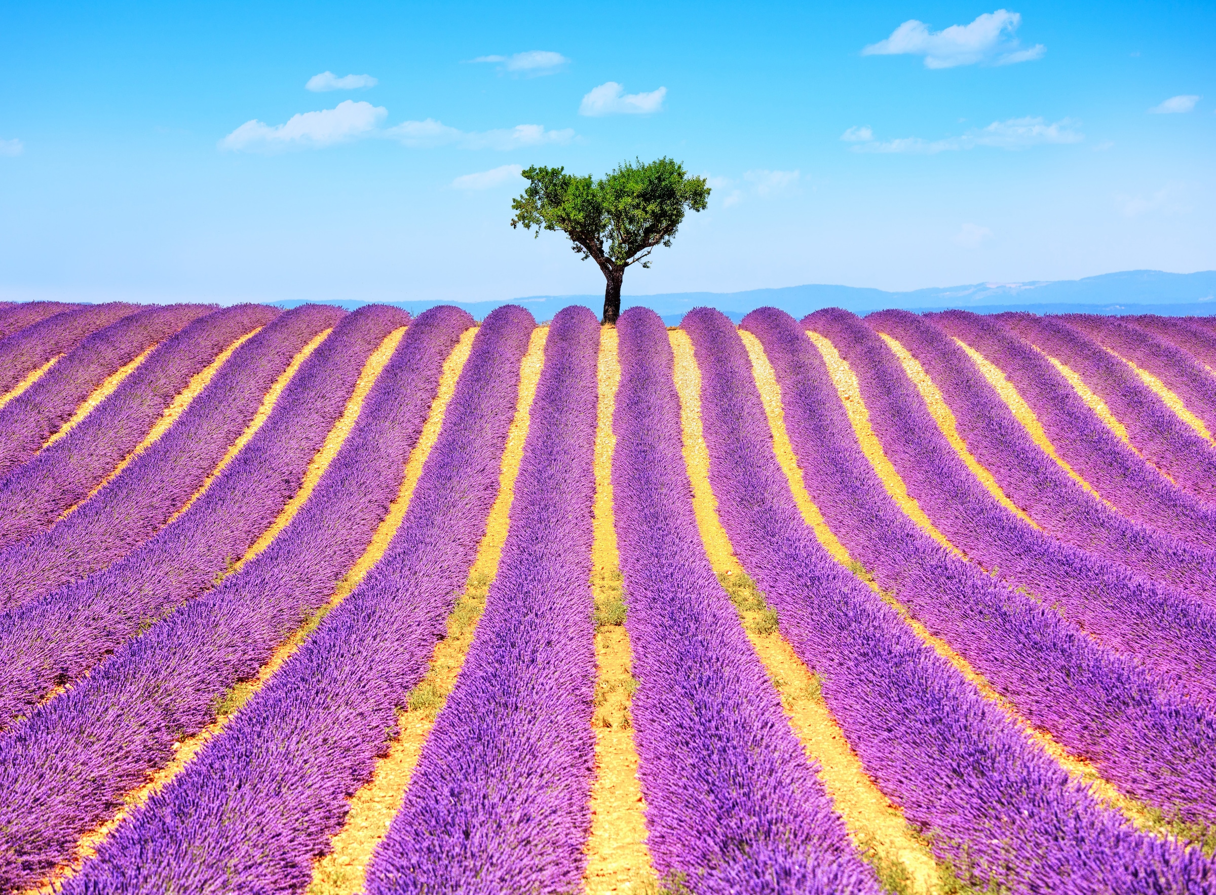 Papermoon Fototapete "Lavender in Provence" glatt