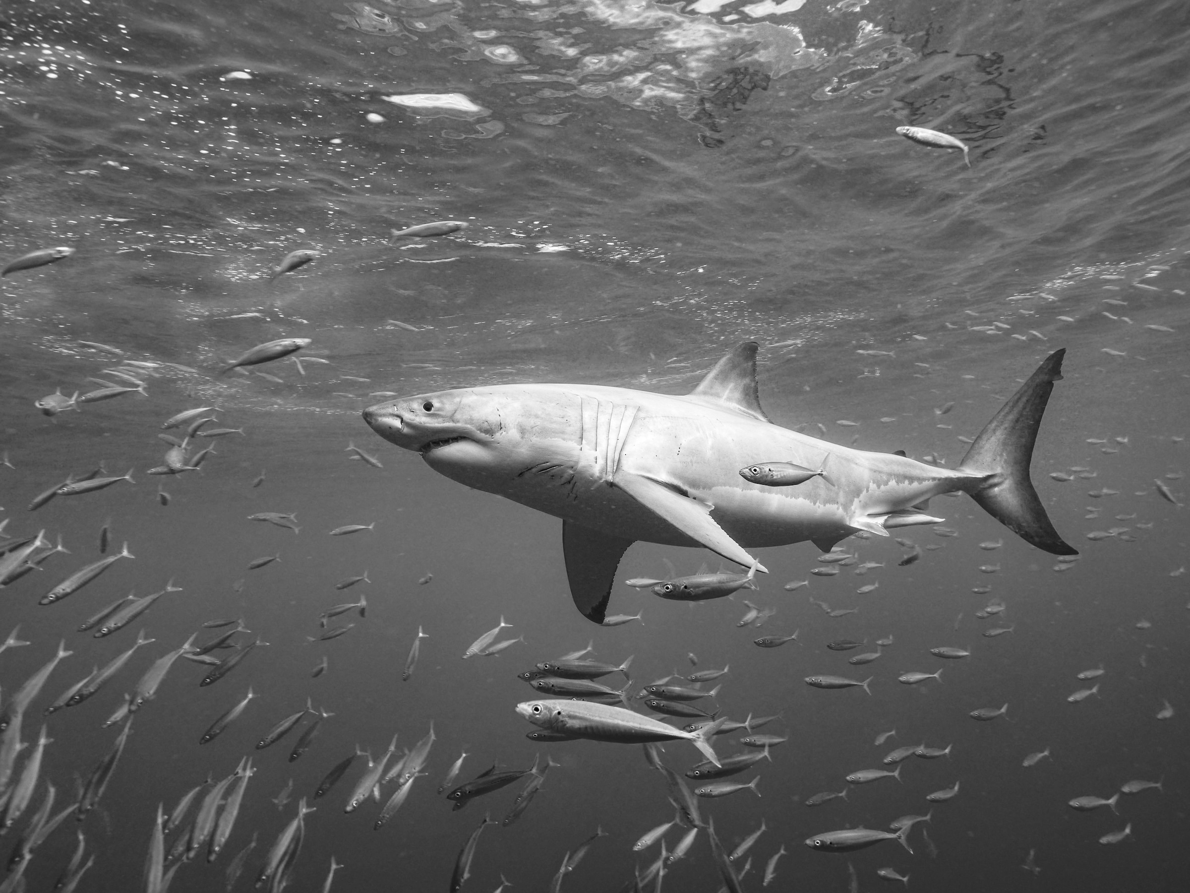 Papermoon Fototapete »Photo-Art  SERGE MELESAN, AN DER OBERFLÄCHE«