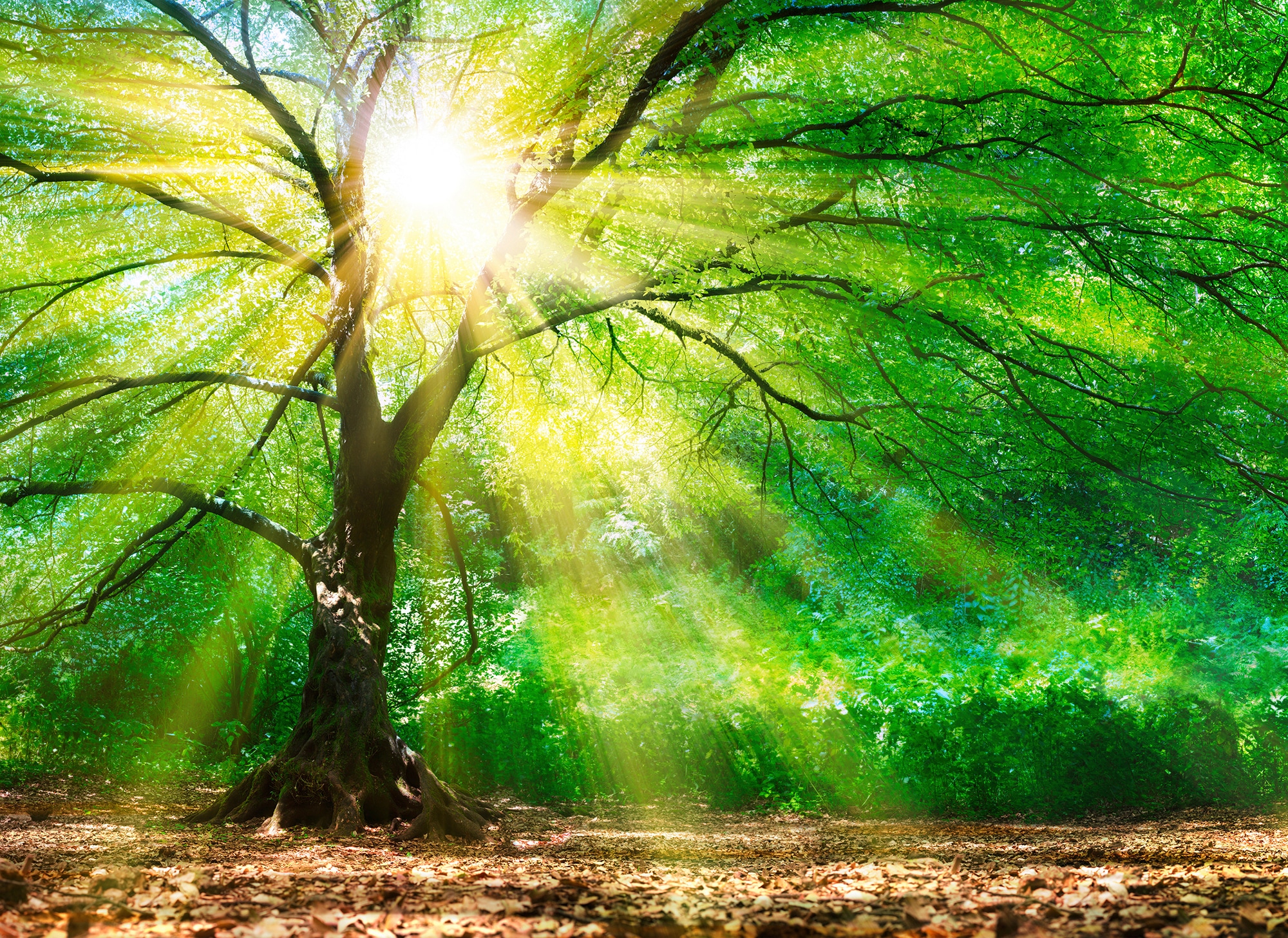 living walls Fototapete "Designwalls Forest Light" glatt Vlies, Wand, Schräge, Decke