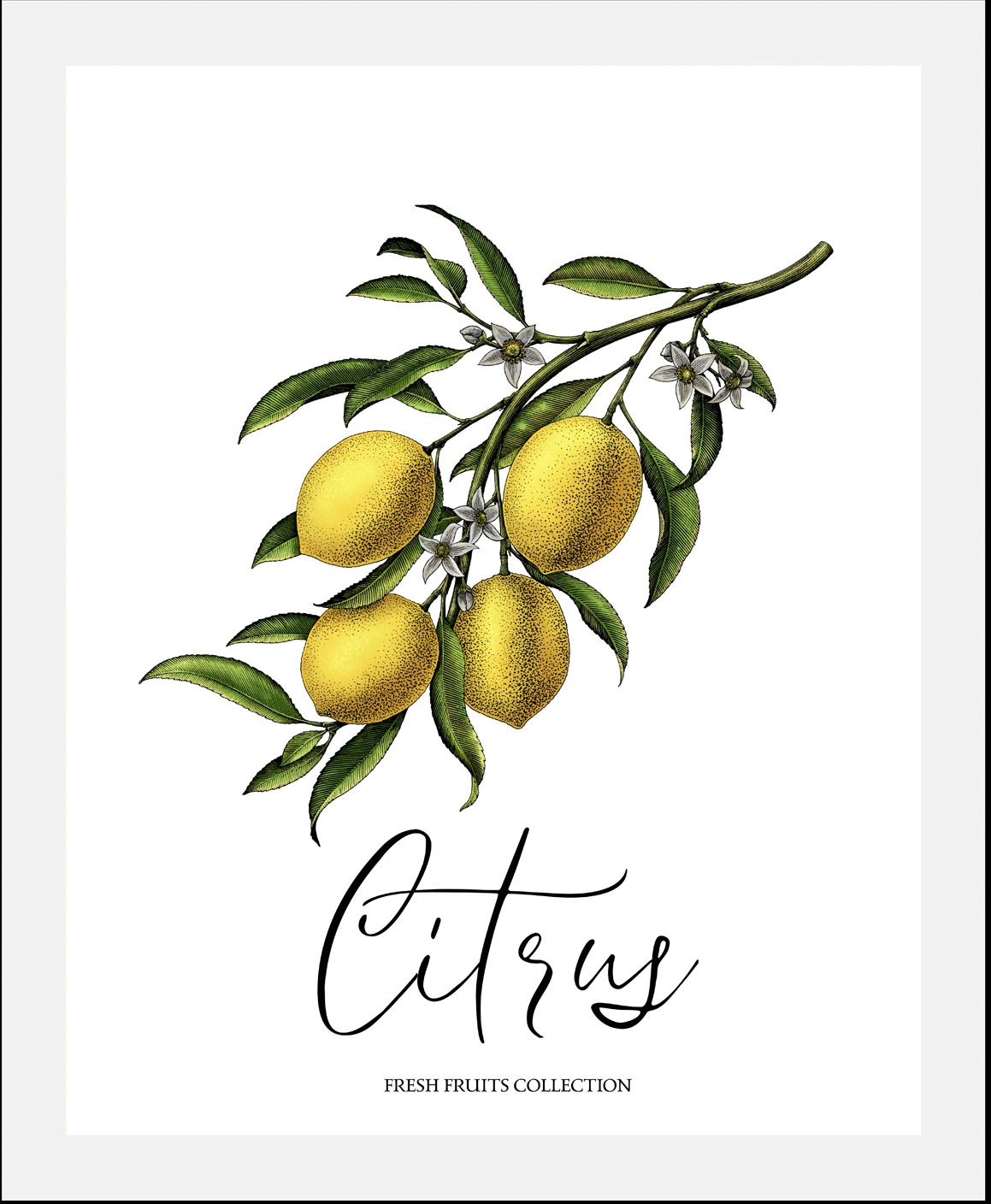 queence Bild "Citrus", Obst-Obst Bilder-Essen-Lebensmittel-Kunst-Schriftzug günstig online kaufen