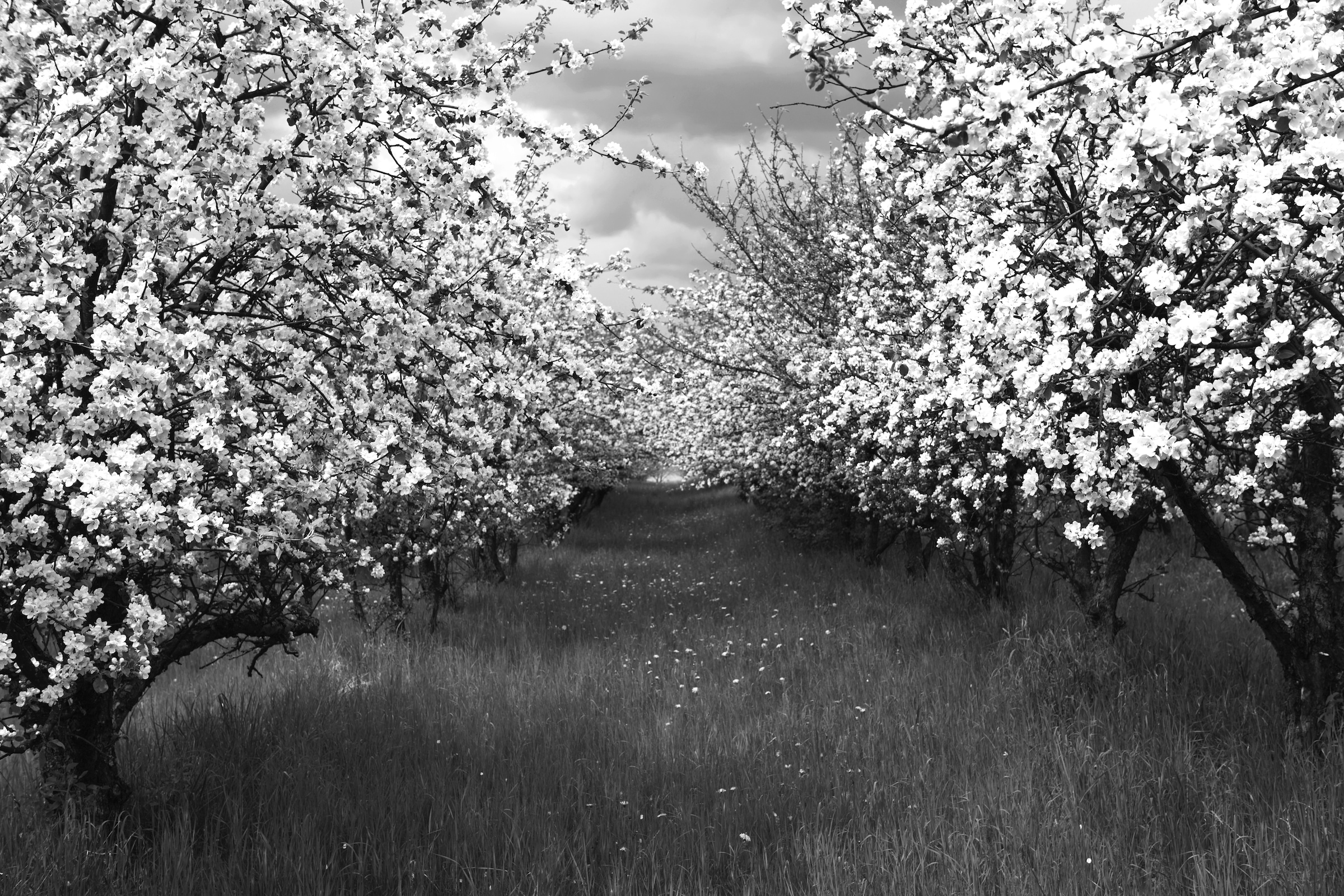 Papermoon Fototapete "Baumplantage Schwarz & Weiß"