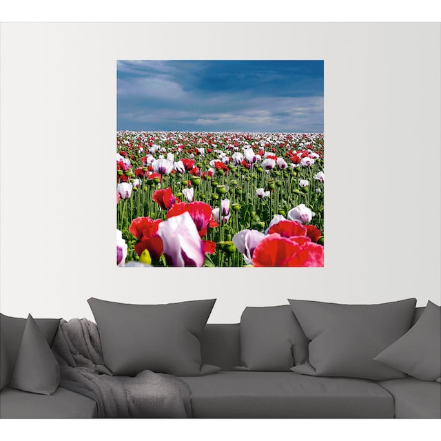 Artland Wandbild »Blühende Mohnblumen«, Blumenwiese, (1 St.), als Alubild,  Leinwandbild, Wandaufkleber oder Poster in versch. Größen bestellen | BAUR