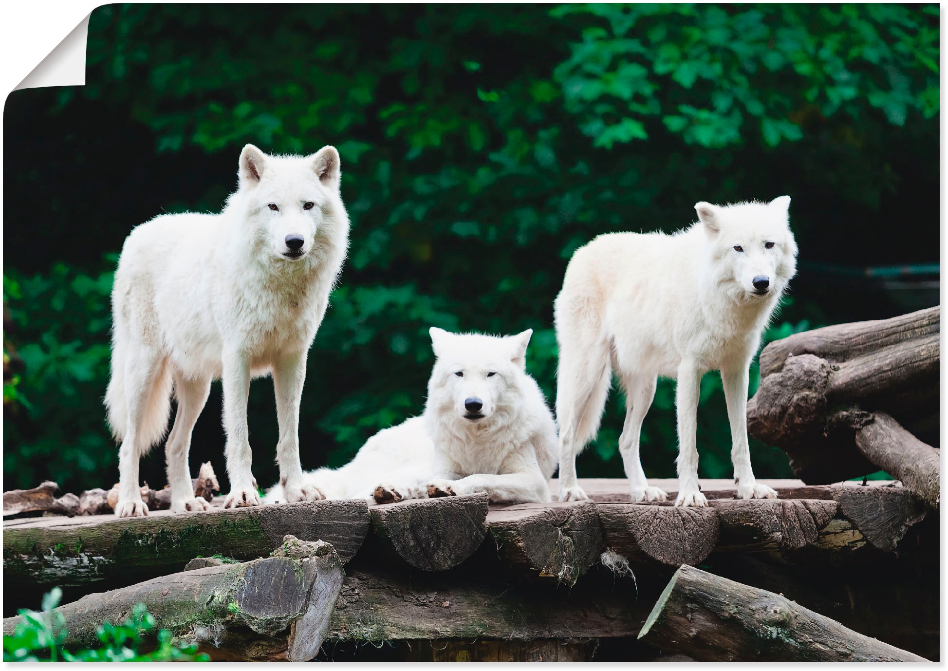 Reinders! Poster »Weisser bestellen Wolf«, (1 St.) | BAUR