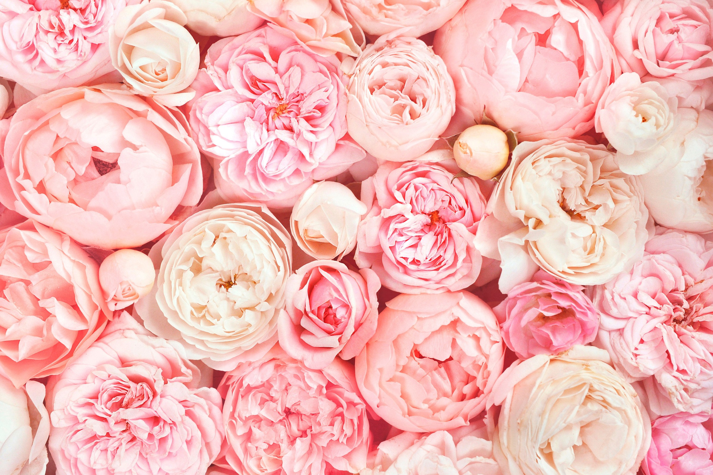A.S. Création Leinwandbild »Roses«, Blumen, (1 St.), Romantische Rosen Rosenbild Keilrahmen