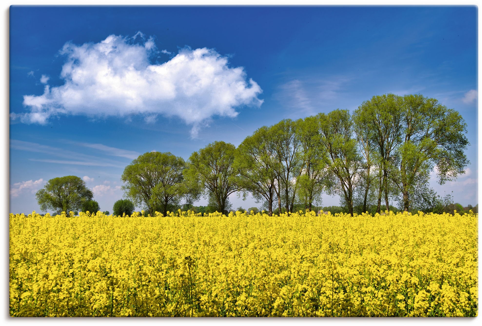 Artland Wandbild »Rapsfeld Größen Leinwandbild, Frühling«, | (1 in Alubild, als bestellen Felder, versch. Wandaufkleber BAUR Poster im St.), oder