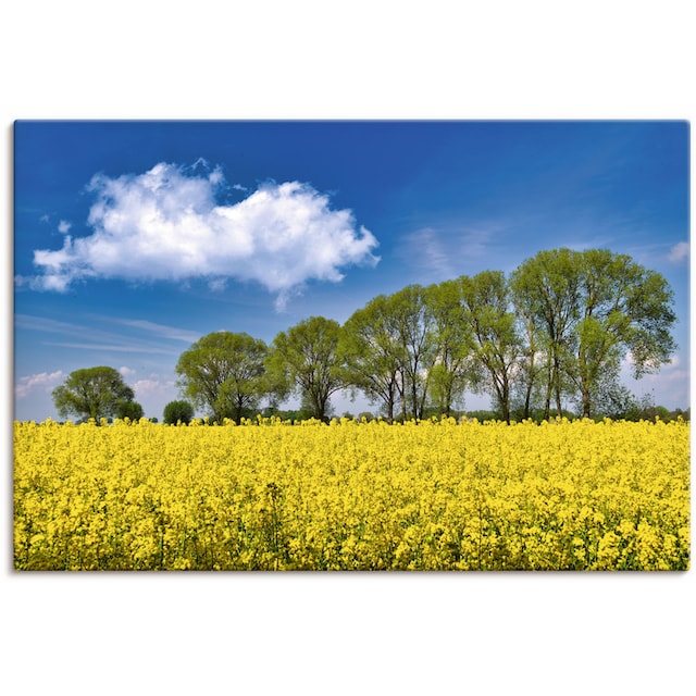 Artland Wandbild »Rapsfeld im Frühling«, Felder, (1 St.), als Alubild,  Leinwandbild, Wandaufkleber oder Poster in versch. Größen bestellen | BAUR