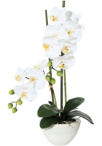 Creativ green Kunstpflanze »Orchidee«