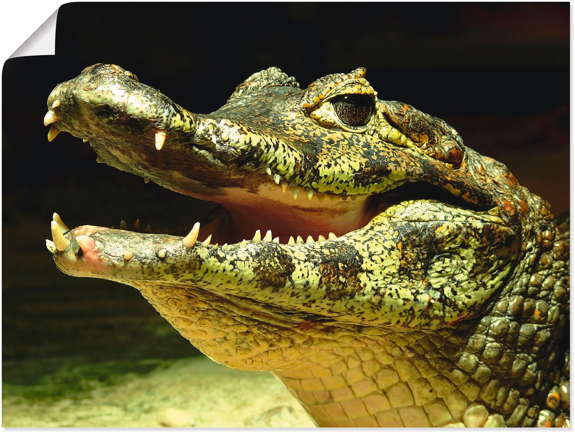 lächelndes | als BAUR St.), (1 in Leinwandbild, bestellen Wandbild oder Wassertiere, Wandaufkleber »Ein Krokodil«, Poster versch. Größen Artland