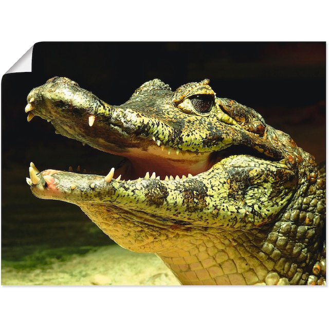 Artland Wandbild »Ein lächelndes Krokodil«, Wassertiere, (1 St.), als  Leinwandbild, Wandaufkleber oder Poster in versch. Größen bestellen | BAUR