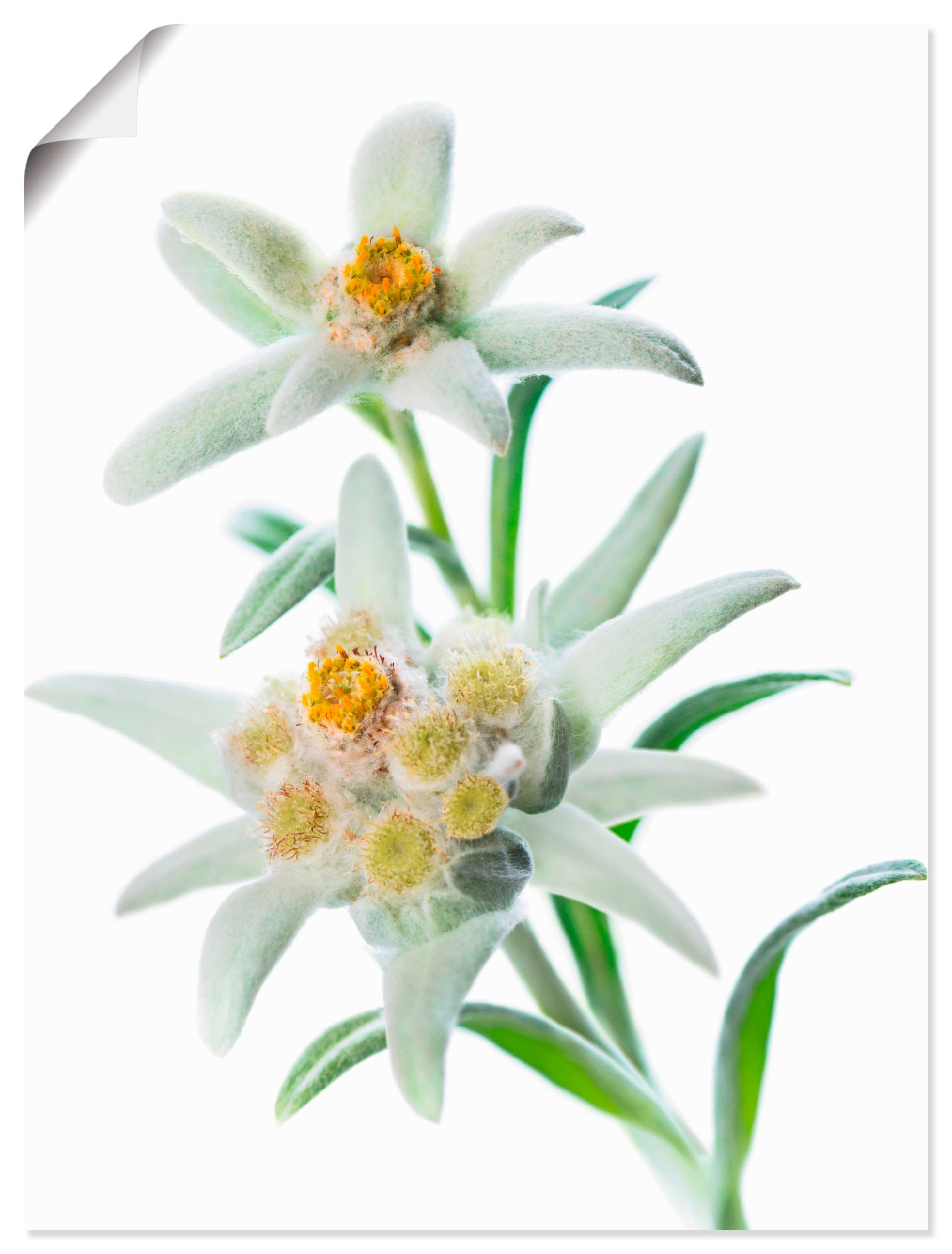 Artland Wandbild "Edelweiss", Blumen, (1 St.), als Poster, Wandaufkleber in günstig online kaufen