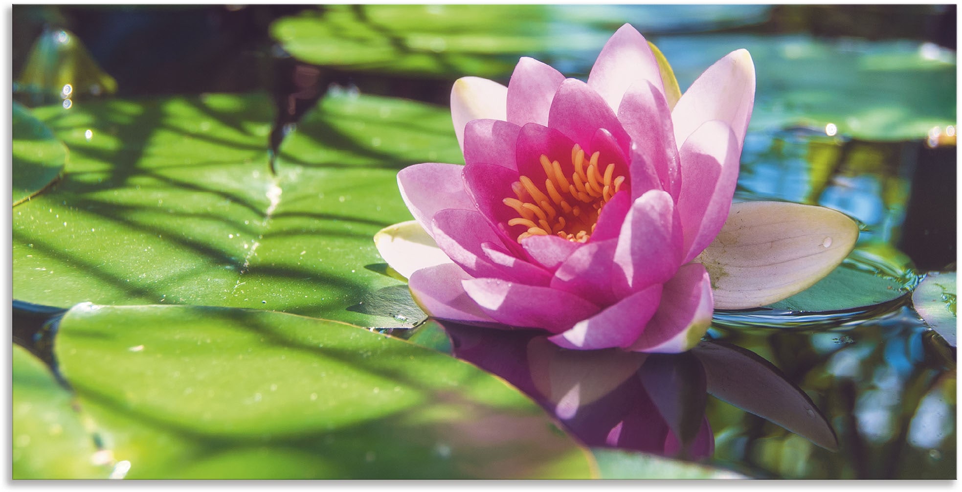 Artland Wandbild "Seerose Nahaufnahme" Blumenbilder 1 Stk. tlg. für Innen- günstig online kaufen