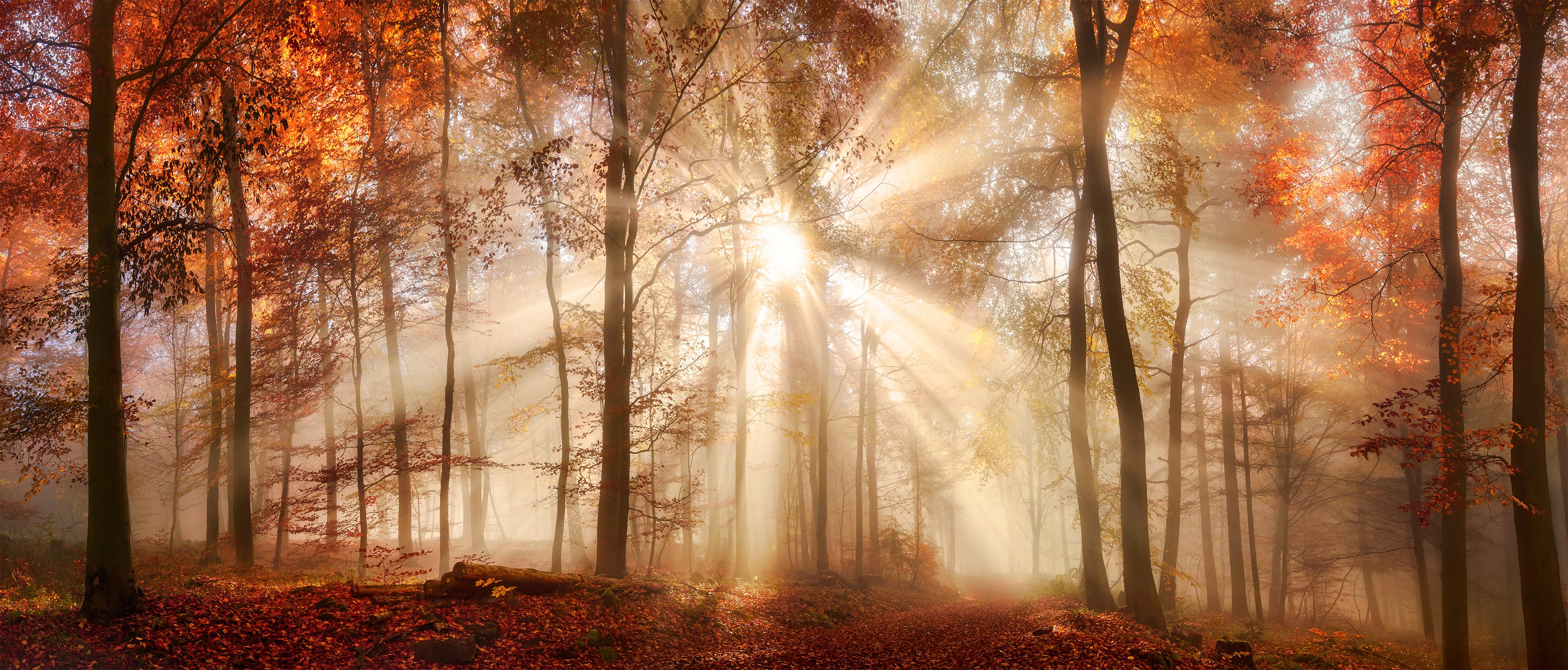 Bönninghoff Leinwandbild "Wandbild HERBSTWALD XXL 60x140 cm – Leinwandbild Keilrahmen Deko" Wald 1 Stk. tlg. auf Keilrahmen gespannt