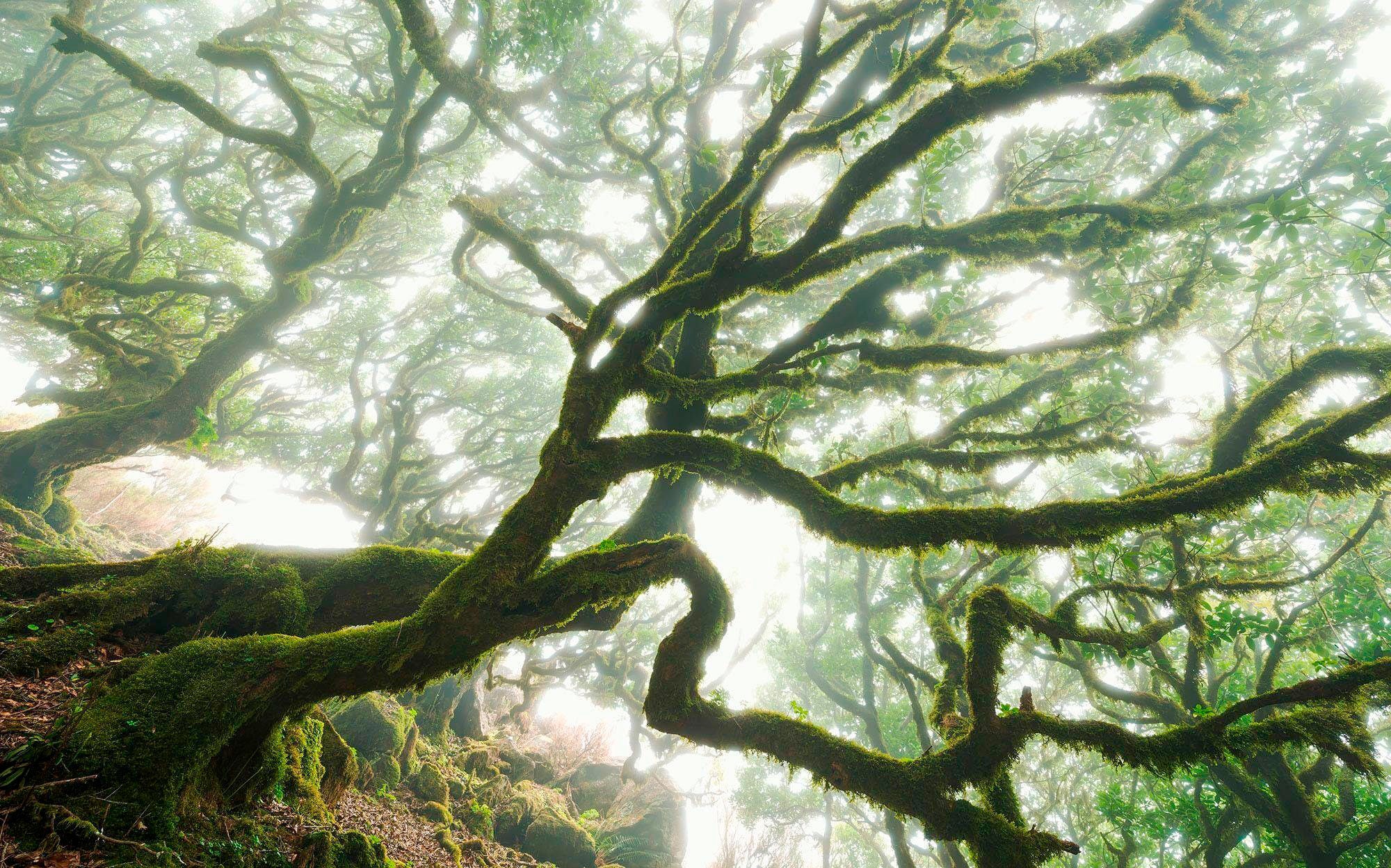 Komar Vliestapete »The Forgotten Forest« 400...