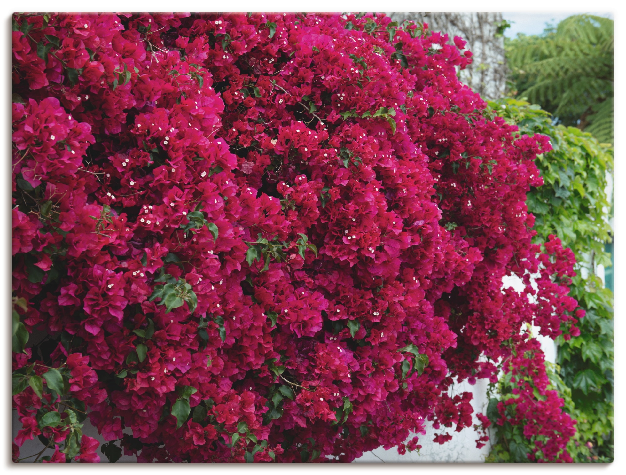 Artland Leinwandbild "Blumen", Blumen, (1 St.), auf Keilrahmen gespannt