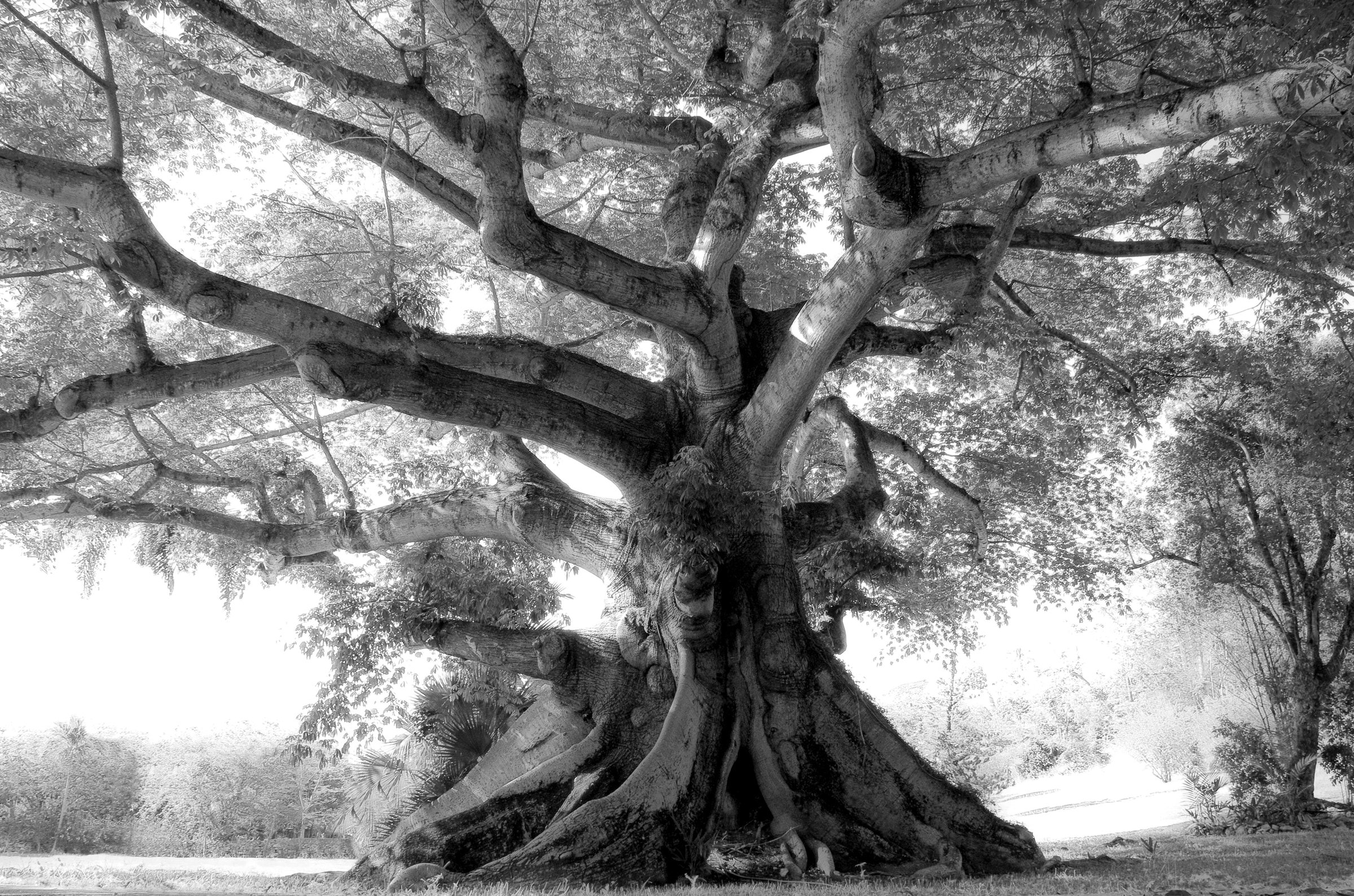 Papermoon Fototapetas »Baum juoda spalva & Weiß«...