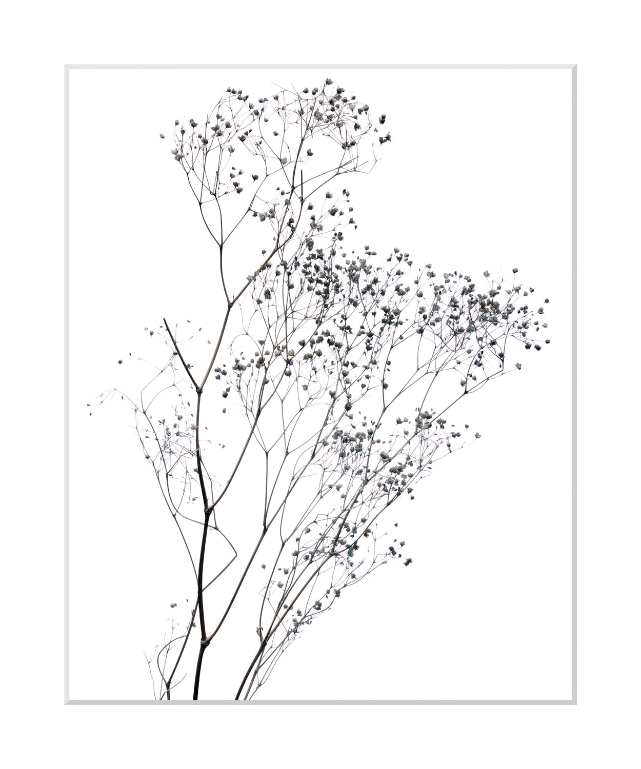 queence Bild »Dana«, Blumen, gerahmt, Blumen