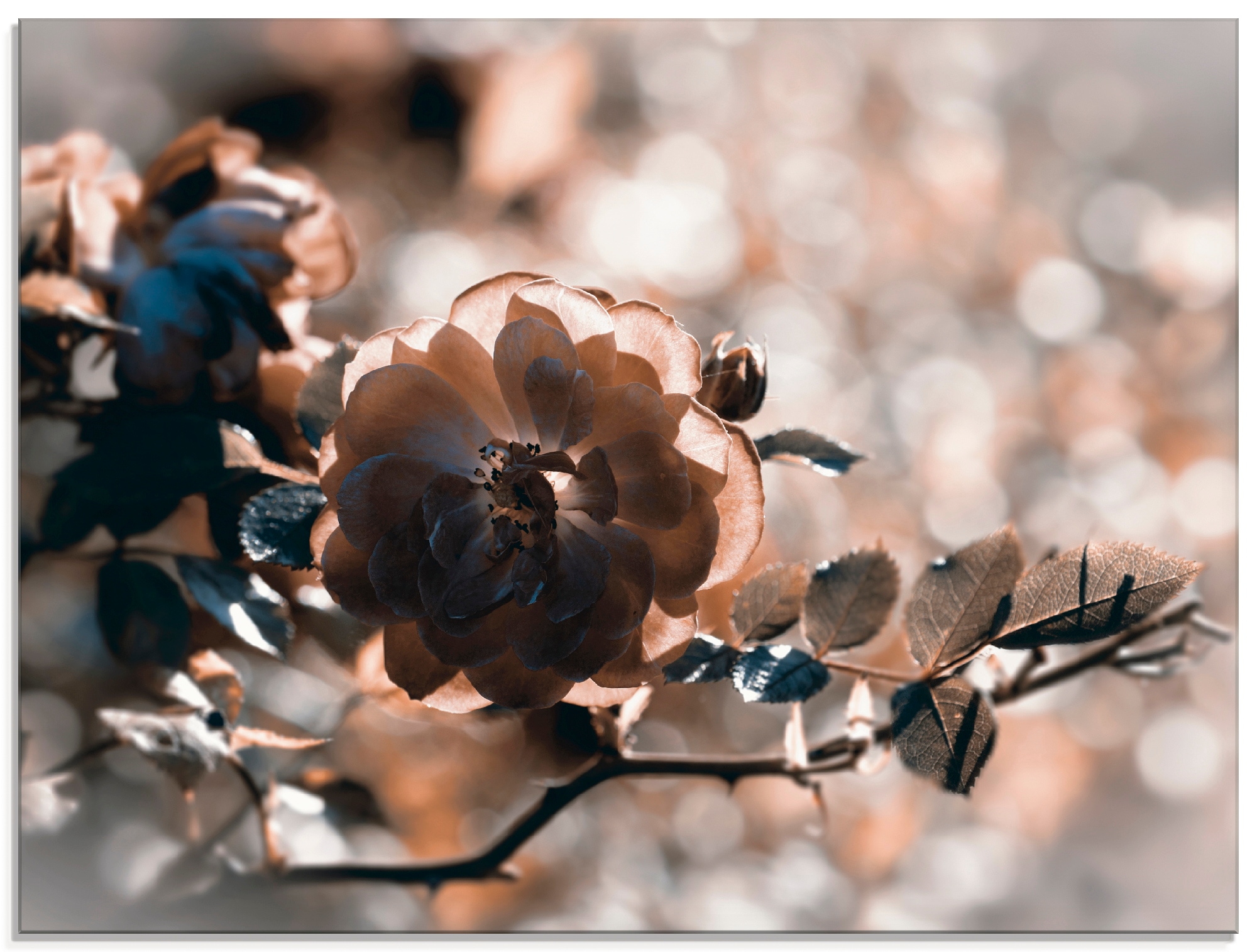 Artland Glasbild »Rose Zweig«, Blumen, verschiedenen Größen in St.), | (1 bestellen BAUR