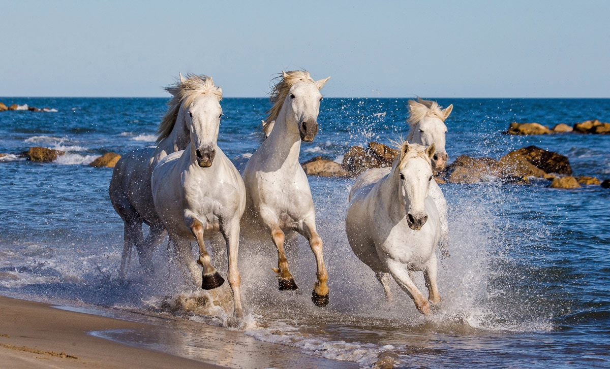 Papermoon Fototapete "Camargue-Pferde"
