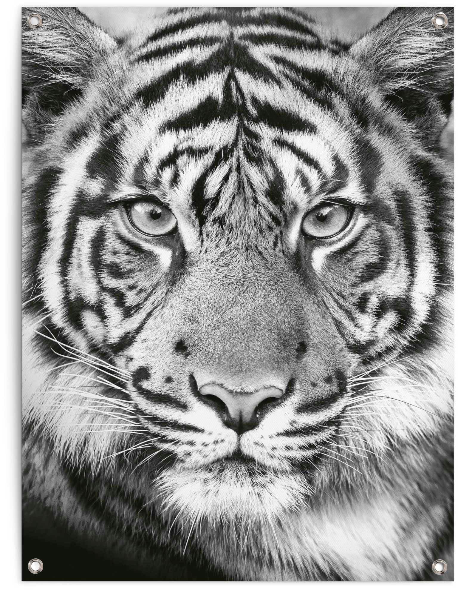 Reinders Poster "Tigerblick"