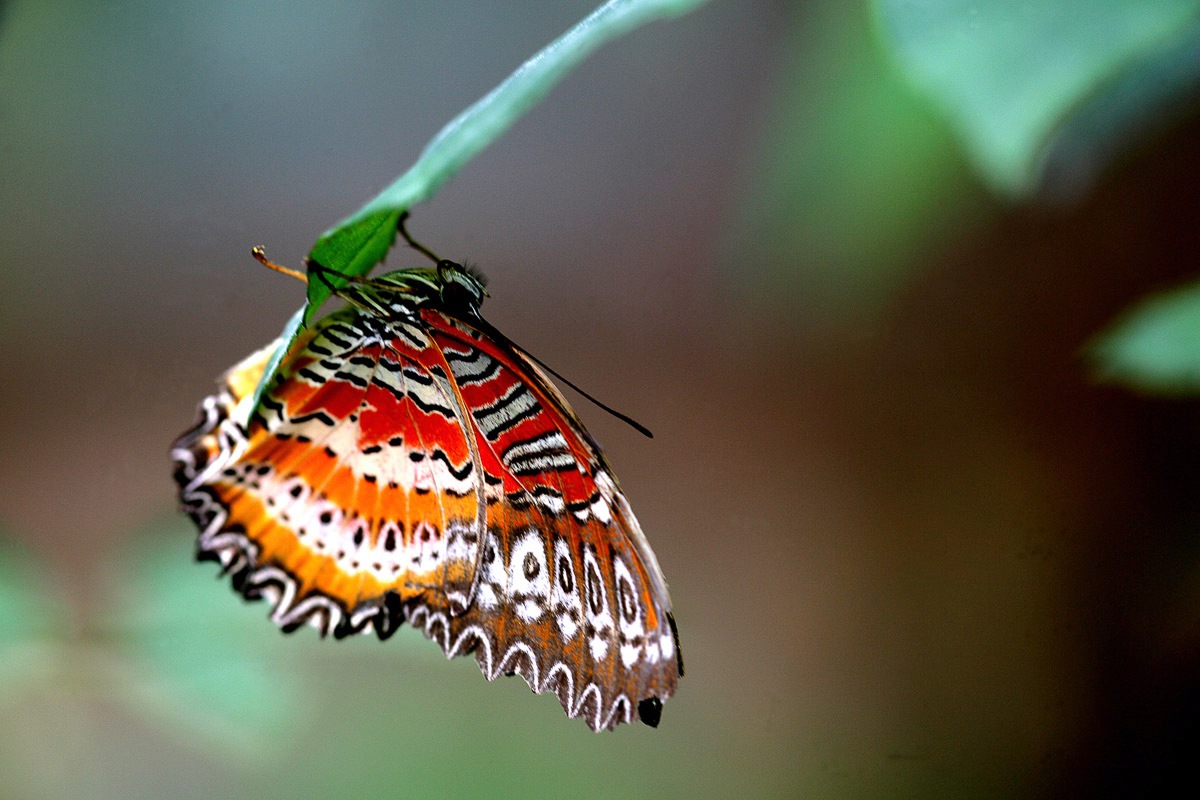 Papermoon Fototapete »Schmetterling«