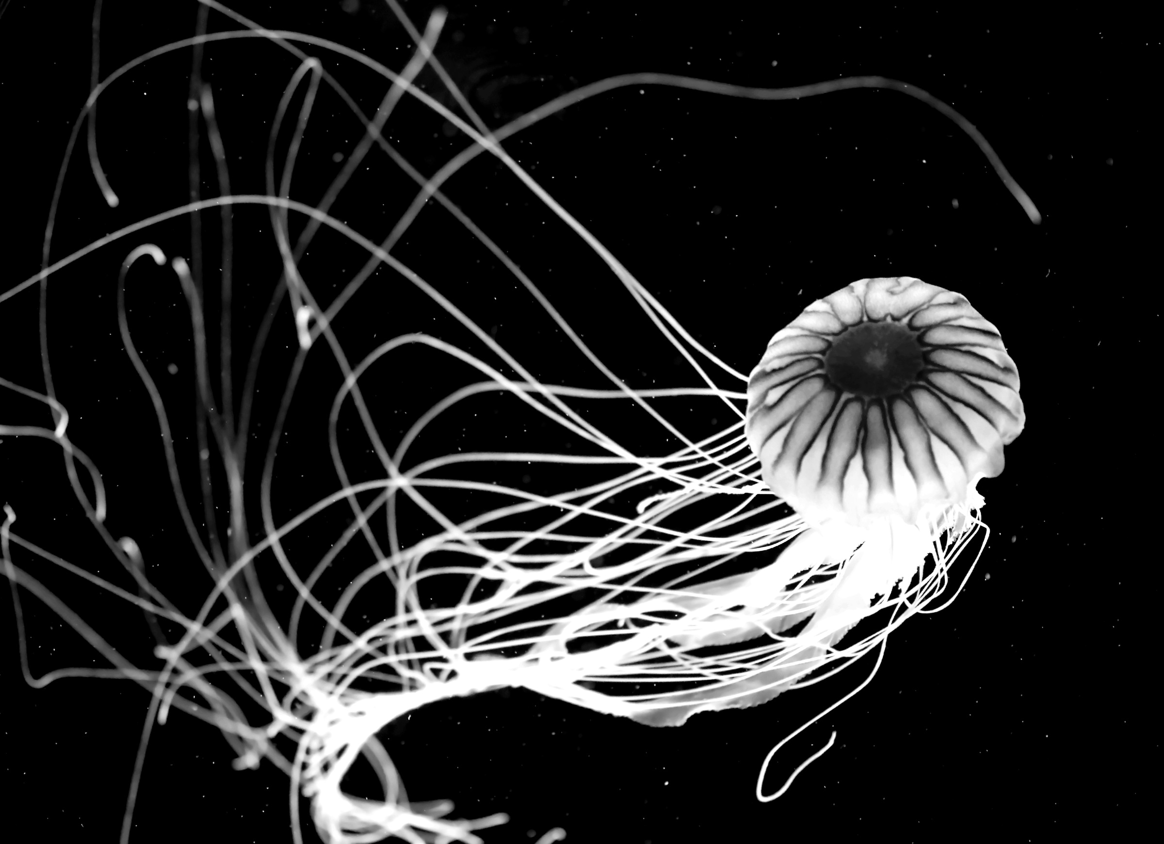Papermoon Fototapete "Qualle Schwarz & Weiß"