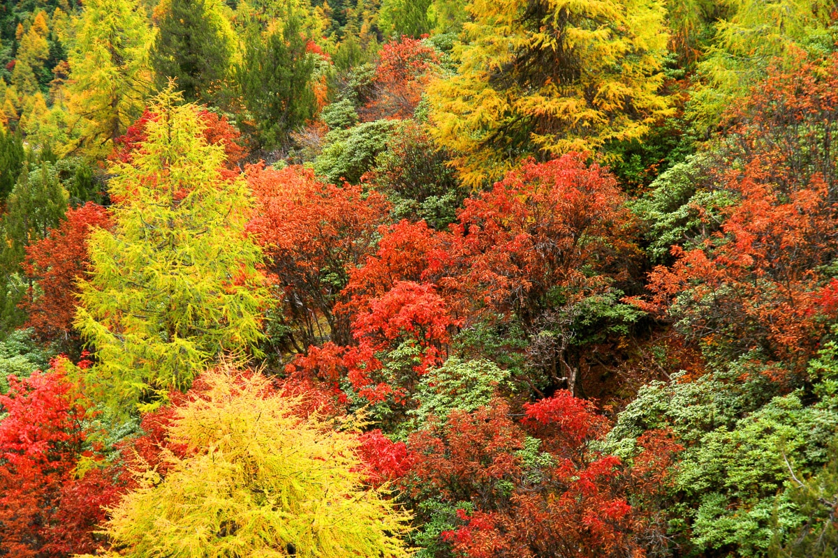 Papermoon "Herbst Wald"