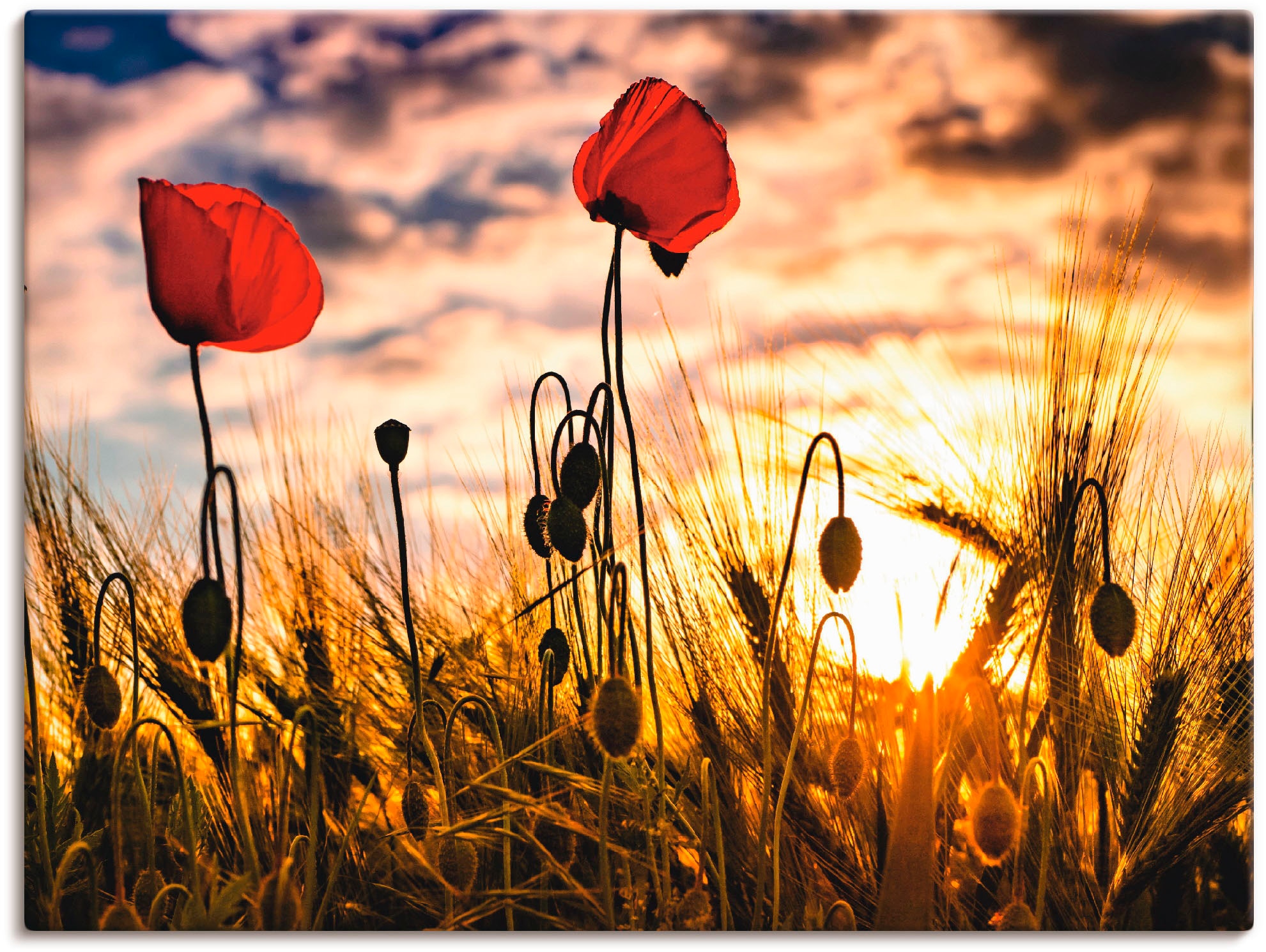 Artland Wandbild »Mohnblumen im (1 als Wandaufkleber Poster in | BAUR Leinwandbild, St.), Blumen, Sonnenuntergang«, versch. kaufen Größen oder Alubild