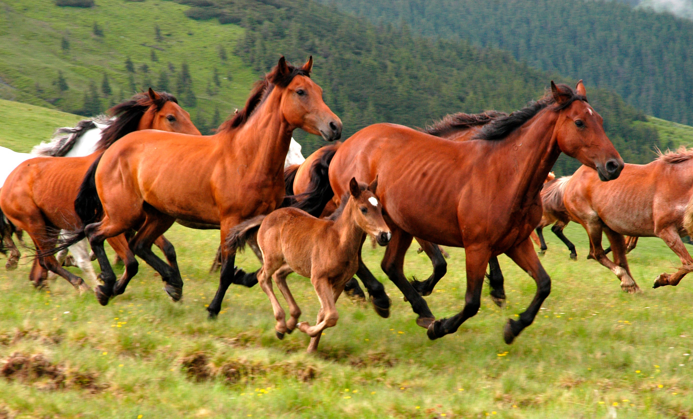 Papermoon Fototapete "Wild Horses" glatt