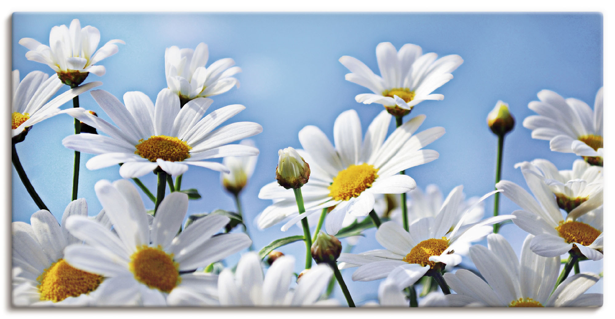 Artland Leinwandbild "Blumen - Margeriten" Blumen 1 Stk. tlg. auf Holzrahmen gespannt