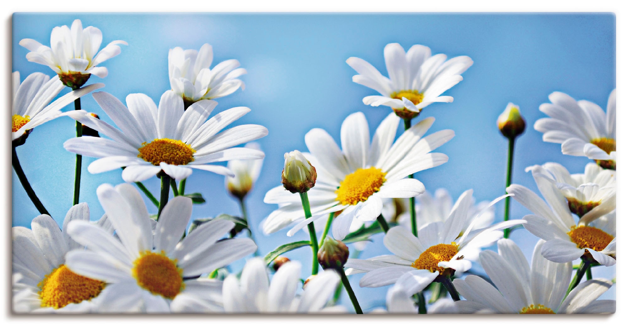 Artland Wandbild "Blumen - Margeriten", Blumen, (1 St.), als Alubild, Outdoorbild, Leinwandbild in verschied. Größen