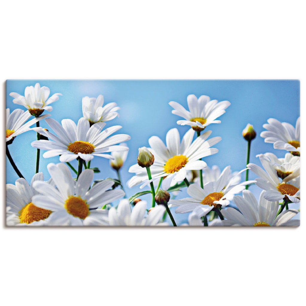 Artland Wandbild »Blumen - Margeriten«, Blumen, (1 St.)