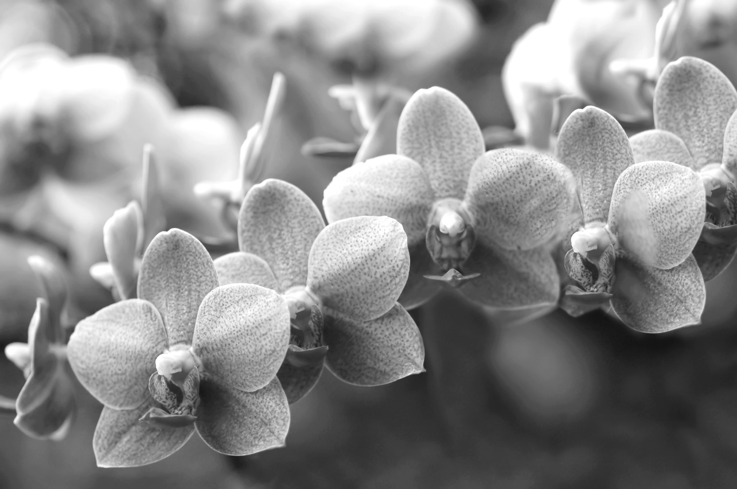 Papermoon Fototapete "Blumen Schwarz & Weiß"
