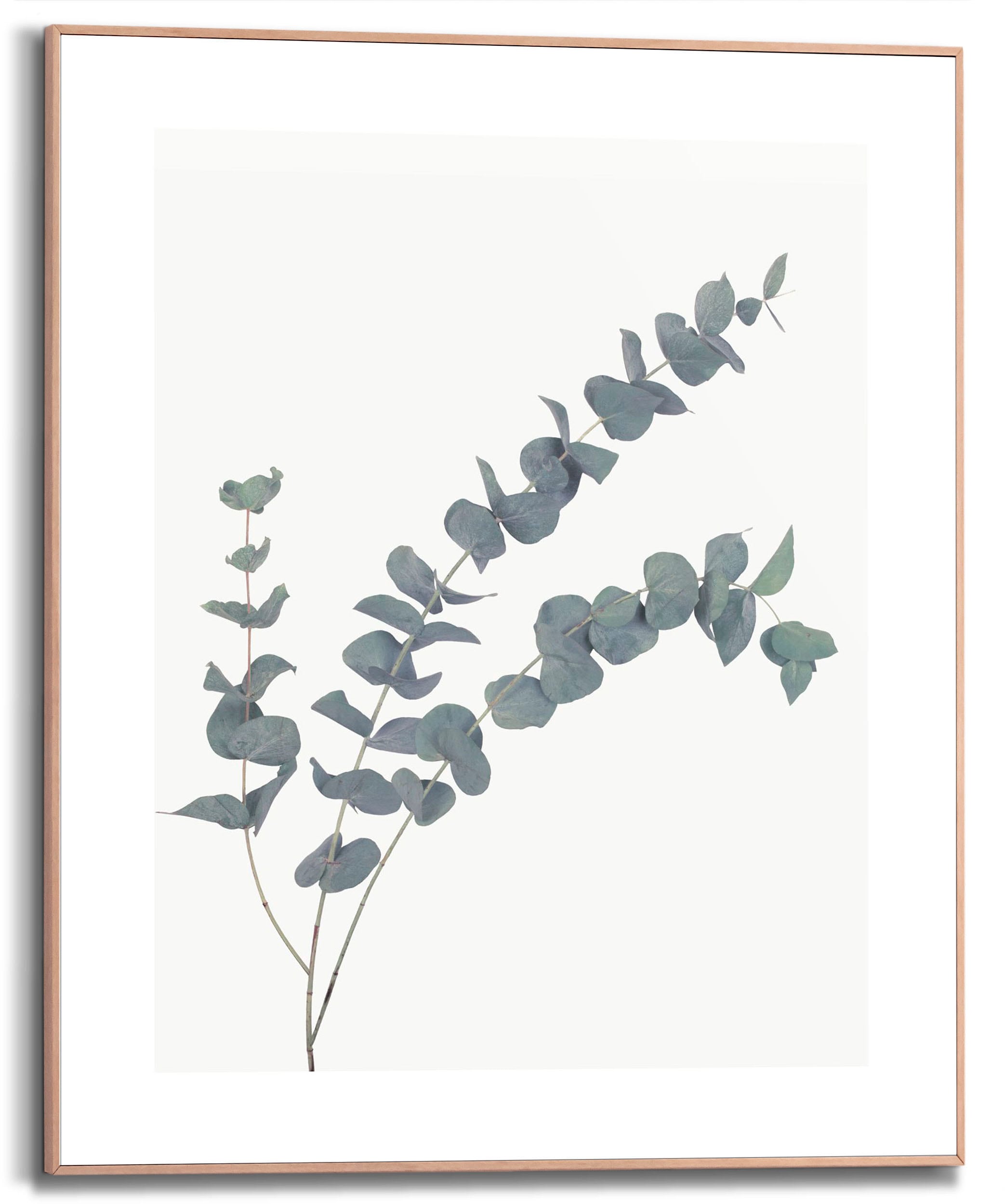 Bild mit Rahmen »Eucalyptus«, (1 St.)