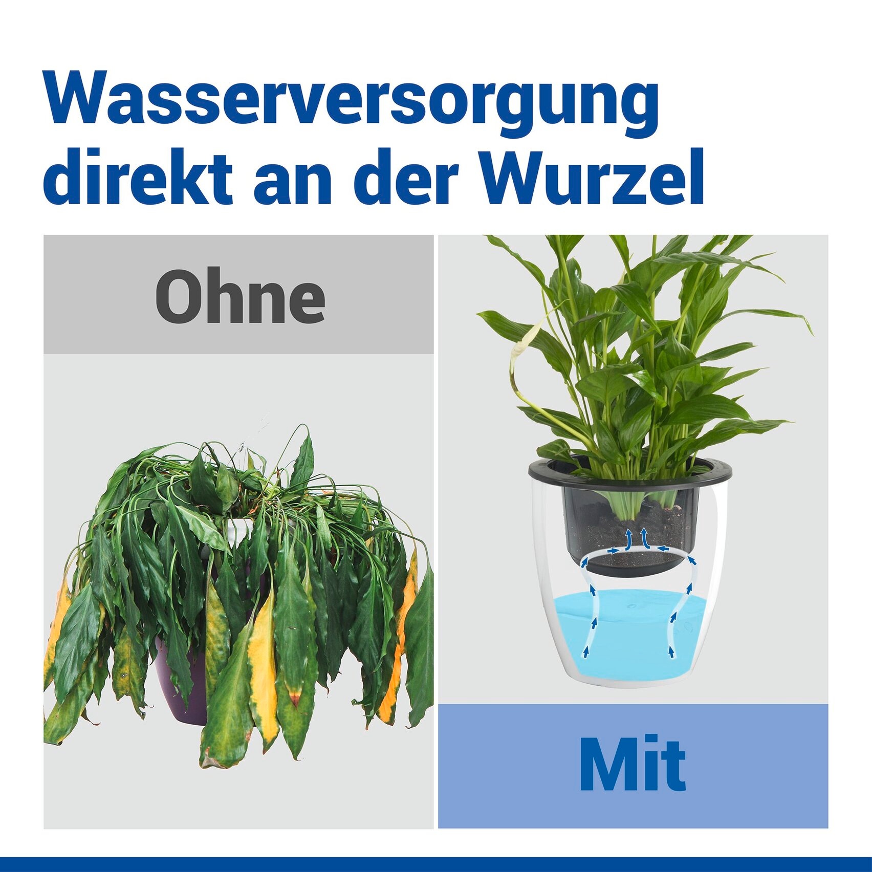 Maximex Pflanzschale »Selbstbewässernde Pflanztöpfe« 13x13,5 cm, mit Wasserstandsanzeige