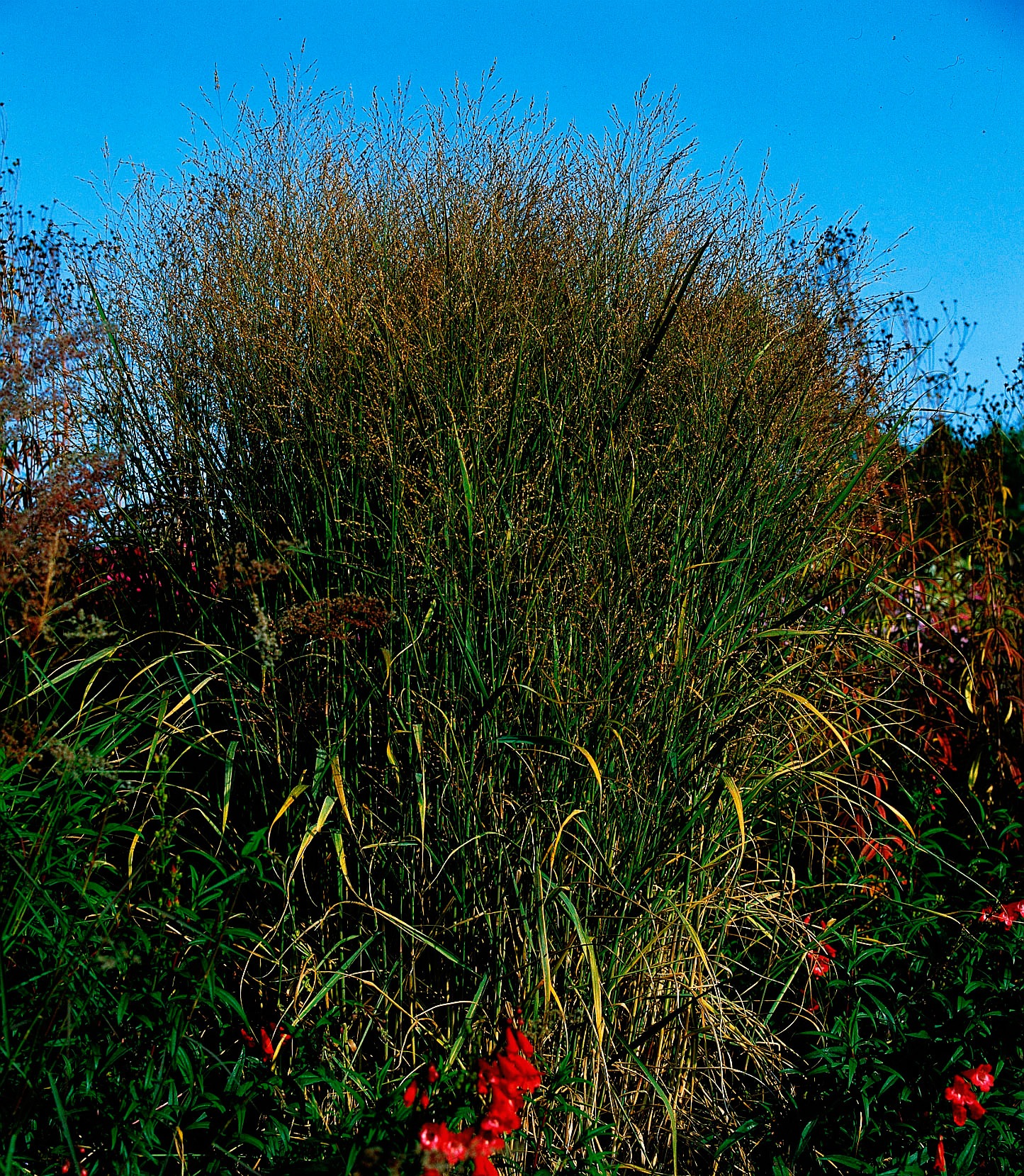 BCM Gräser »Rutenhirse-Mix«, (3 St.), Rutenhirse-Mix: 3 Pflanzen kaufen