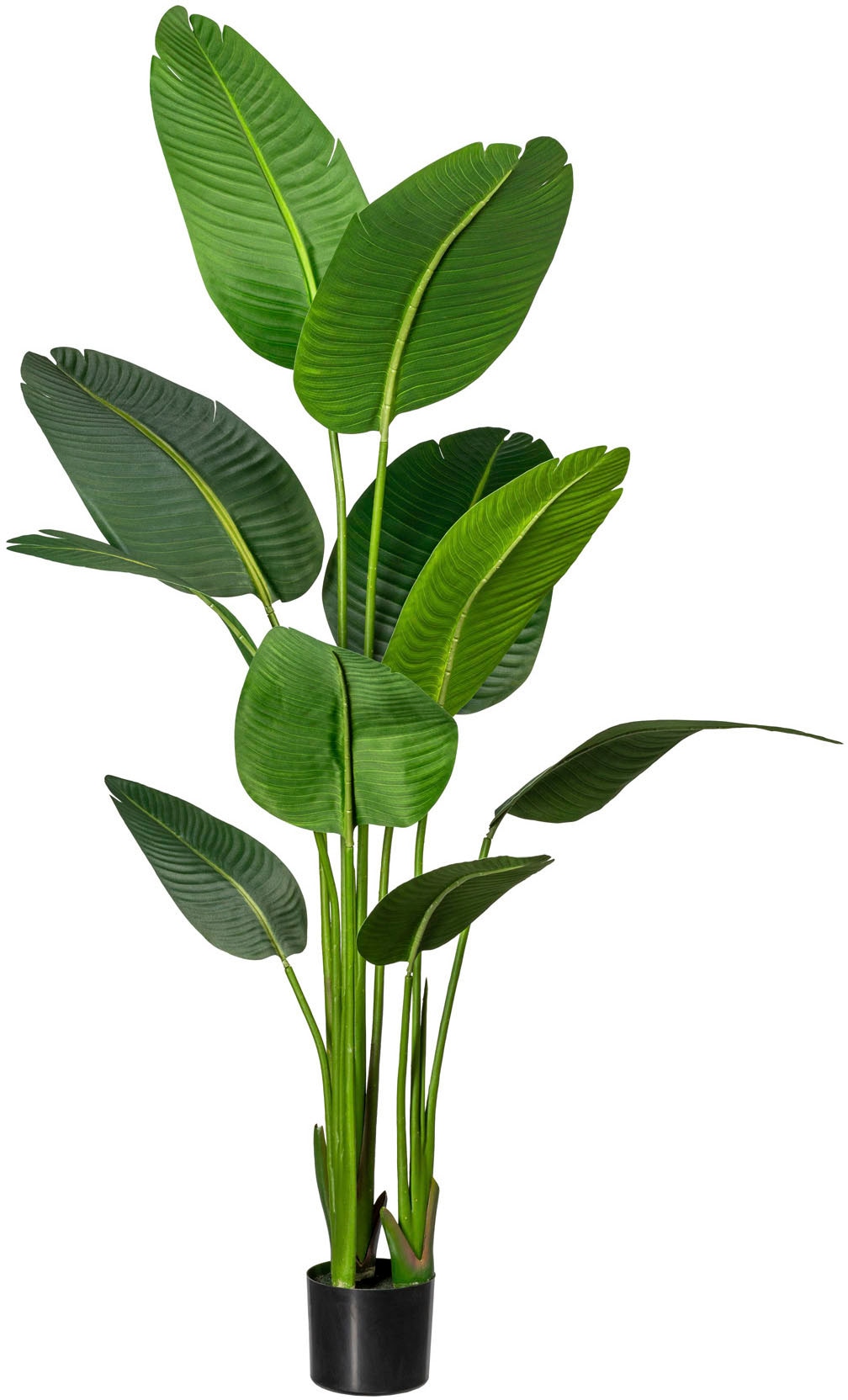 Creativ green Künstliche Zimmerpflanze »Strelitzia« bestellen | BAUR
