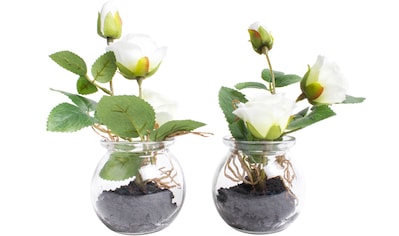 Botanic-Haus Kunstblume »Rosen im Glas«, (Set, 2 St.) kaufen