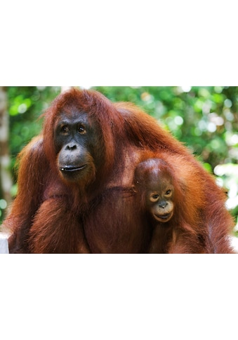 Fototapete »Orang-Utan mit Baby«