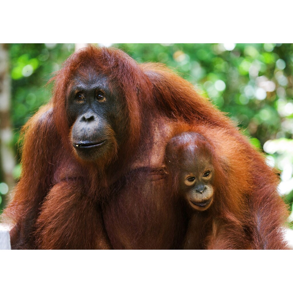 Papermoon Fototapete »Orang-Utan mit Baby«